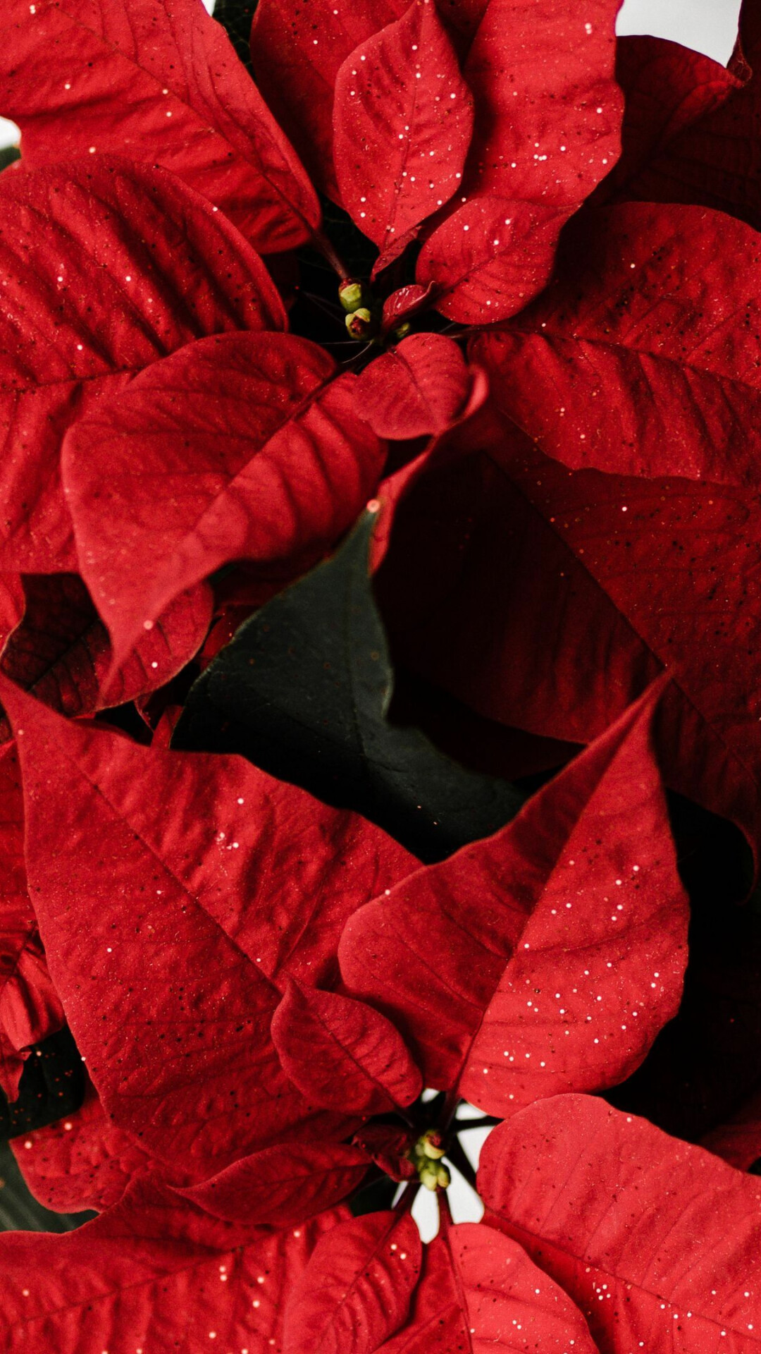 Colorful background, Seasonal delight, Vibrant poinsettias, Image inspiration, 1080x1920 Full HD Phone