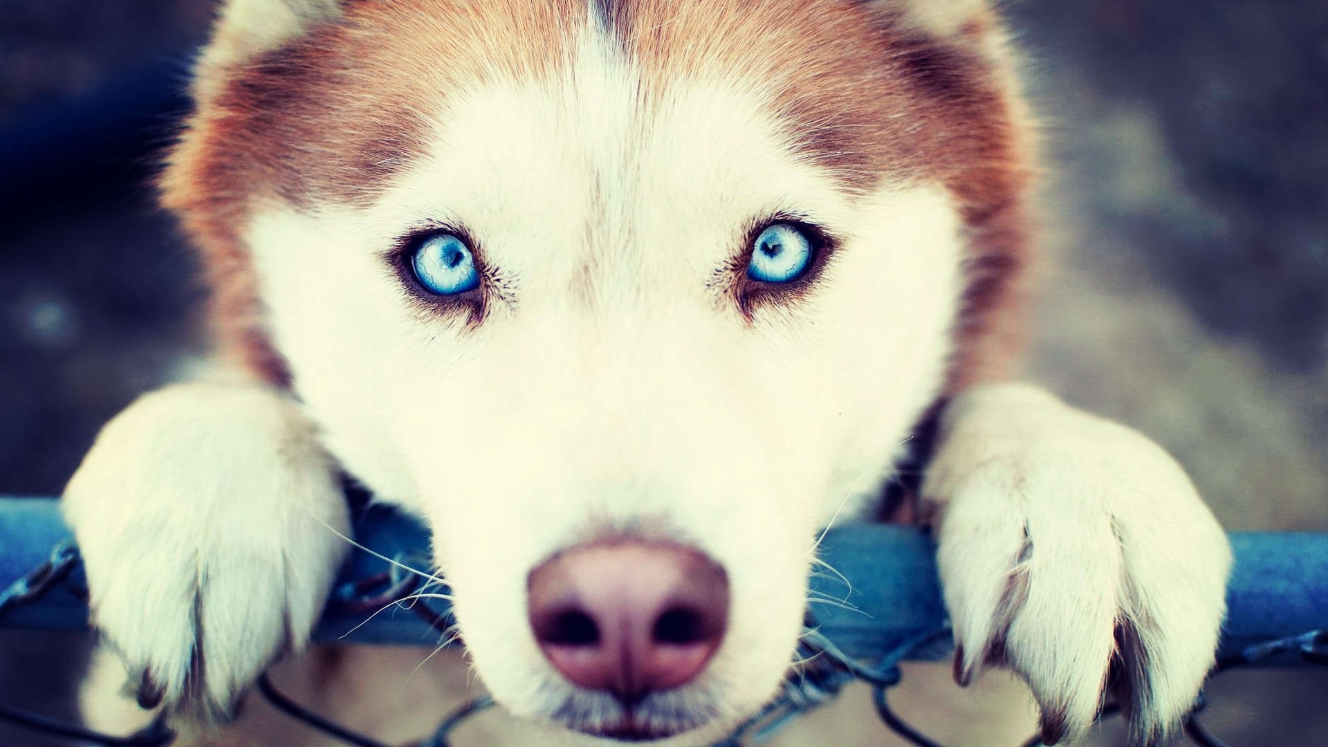 Blue-eyed, Husky Wallpaper, 1920x1080 Full HD Desktop