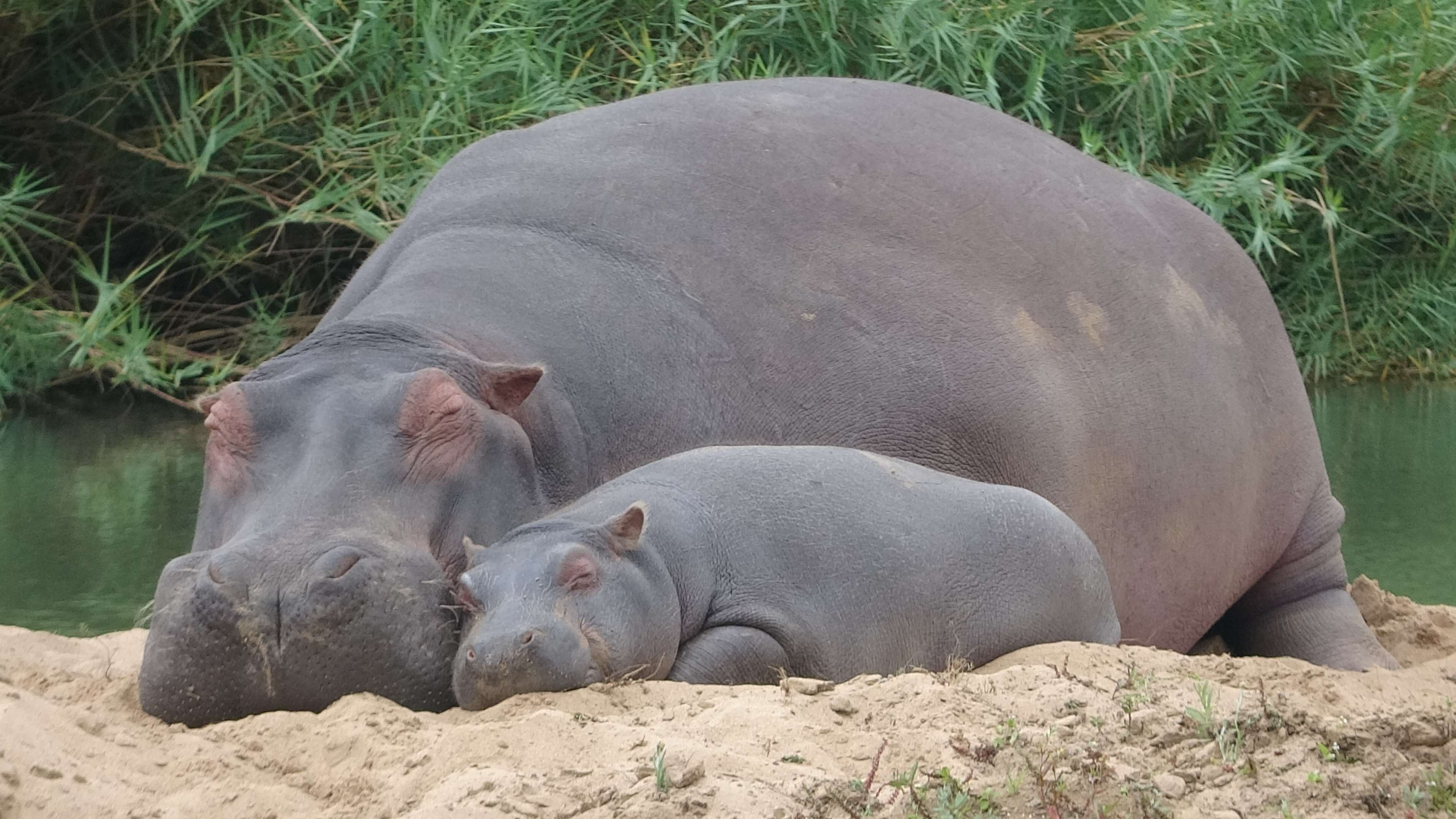 Mother and cub, Hippopotamus Wallpaper, 3840x2160 4K Desktop