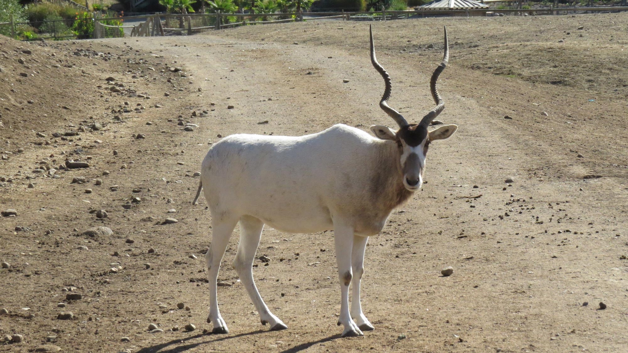 Addax species, Desert inhabitant, Elegant antelope, Prized safari sighting, 2000x1130 HD Desktop