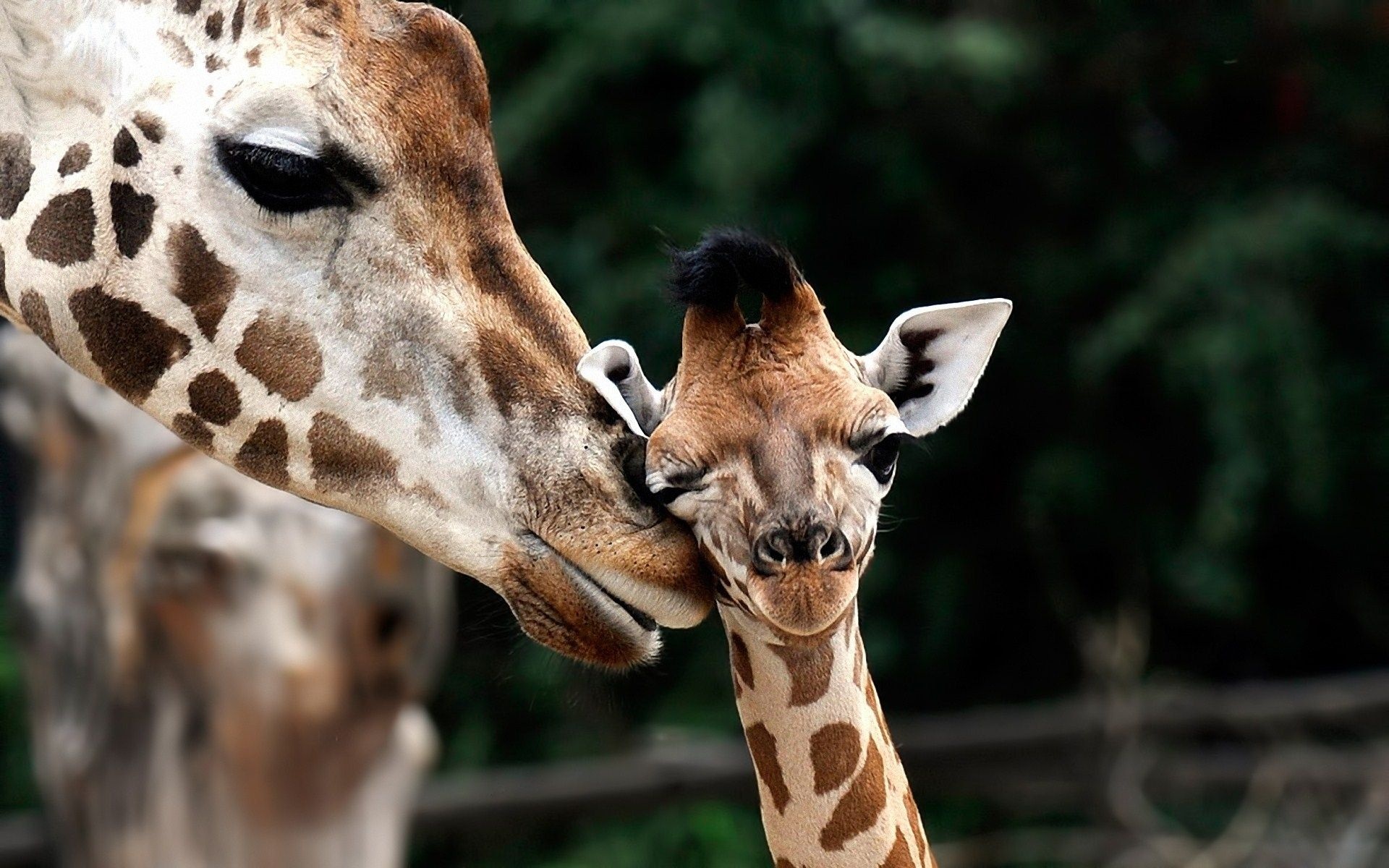 Giraffe, Baby Animal Wallpaper, 1920x1200 HD Desktop