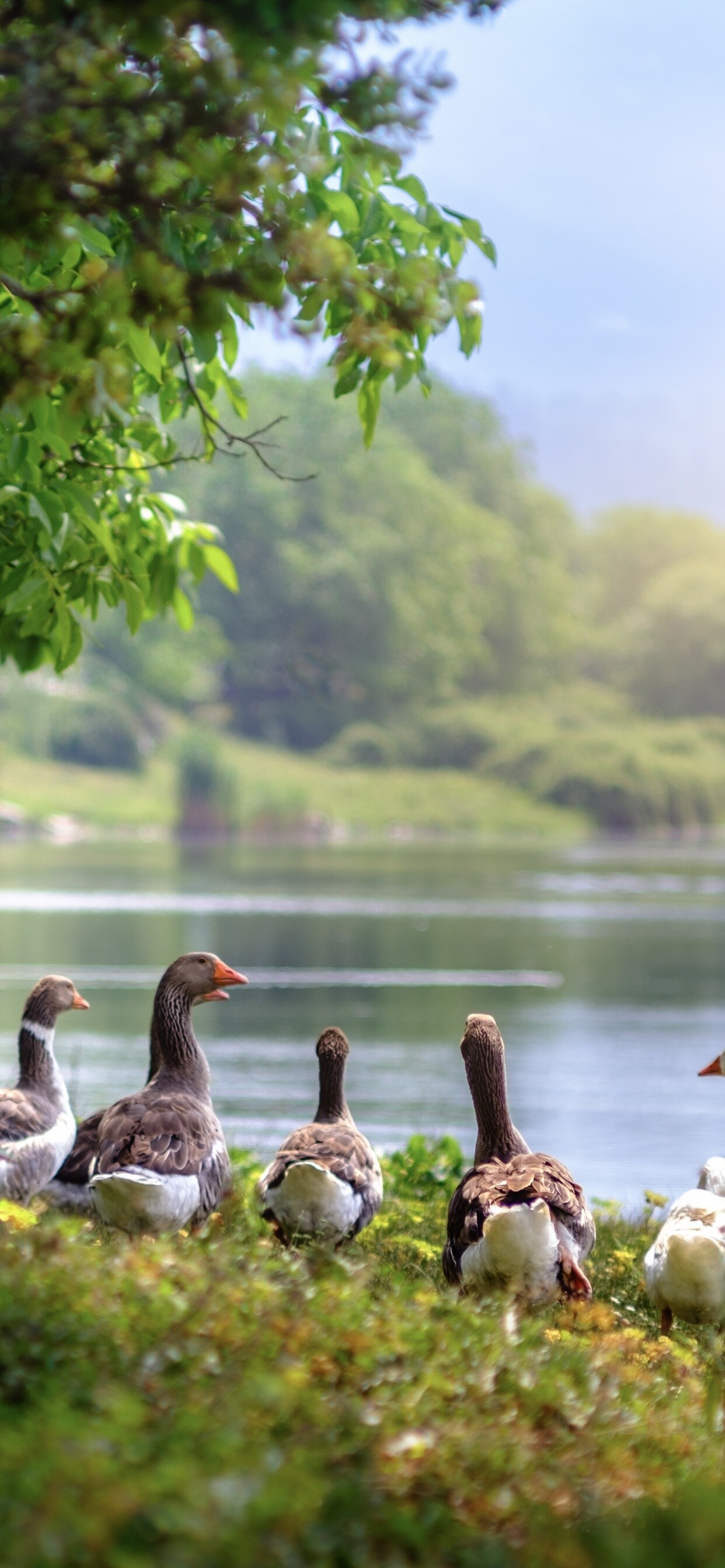 Wild geese, Majestic birds, Flying formations, Nature's beauty, 1250x2690 HD Phone