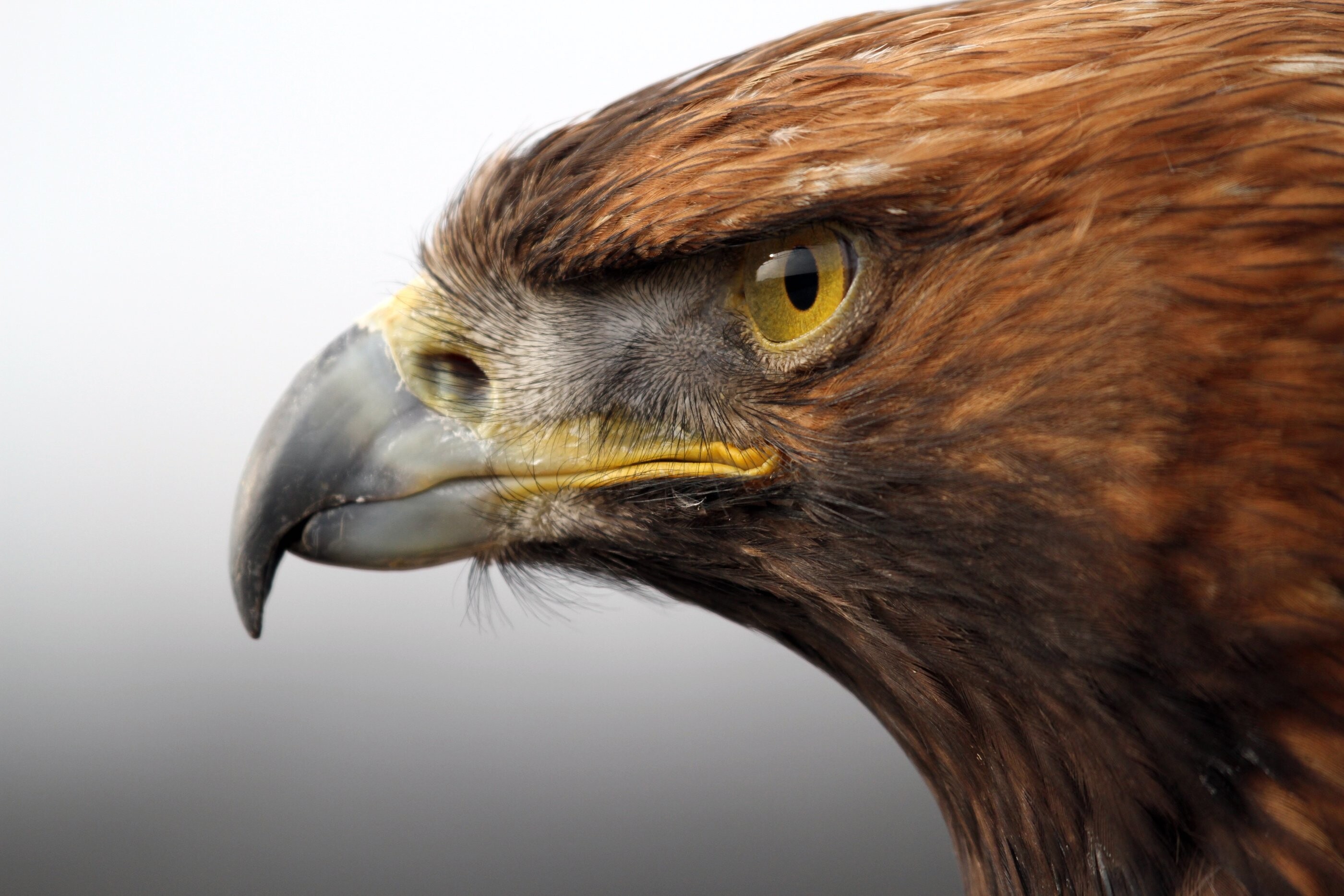 Close-up, Golden Eagles Wallpaper, 2800x1870 HD Desktop