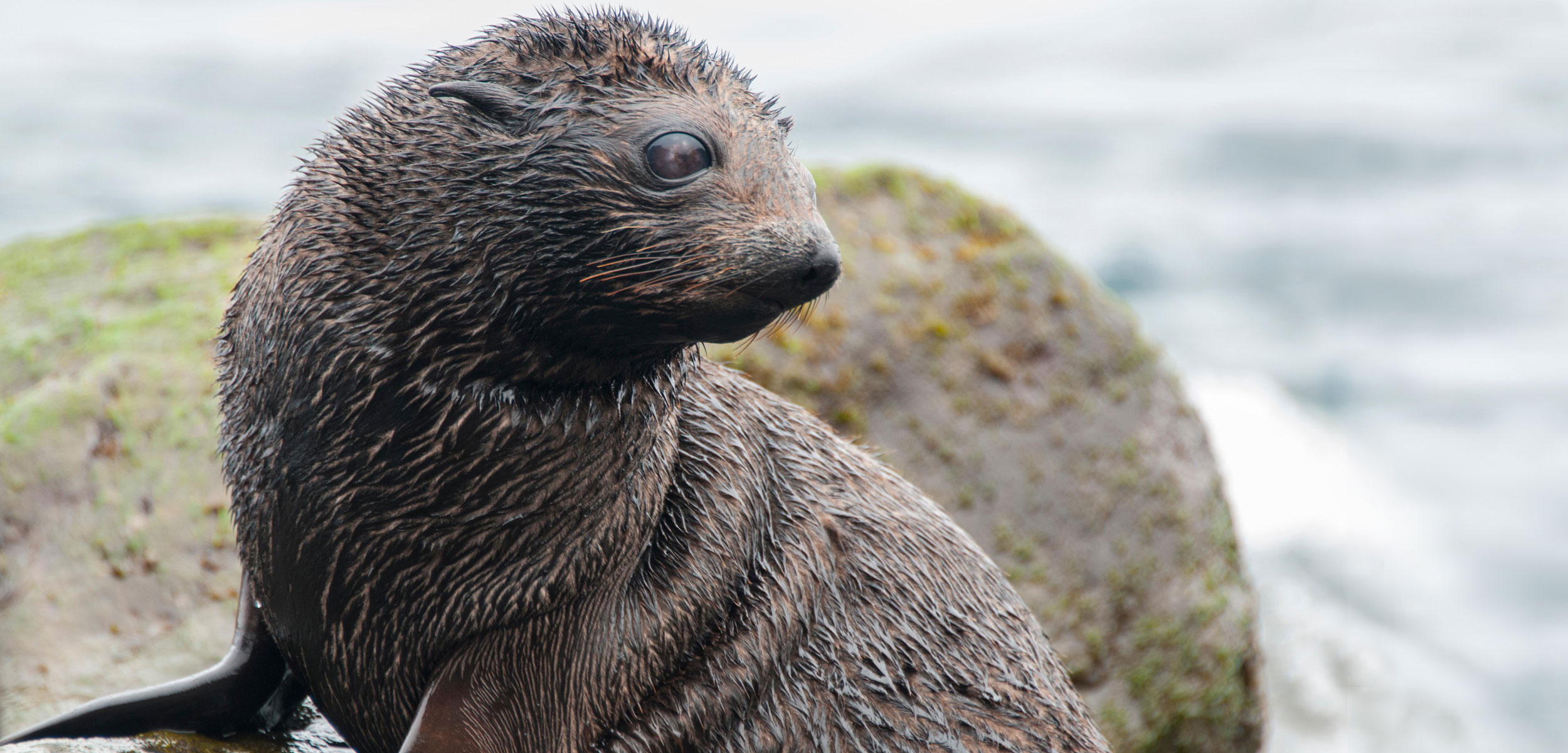 Vulnerable fur seals, Safety net loss, Hakai magazine feature, Natural habitat, 2500x1210 Dual Screen Desktop