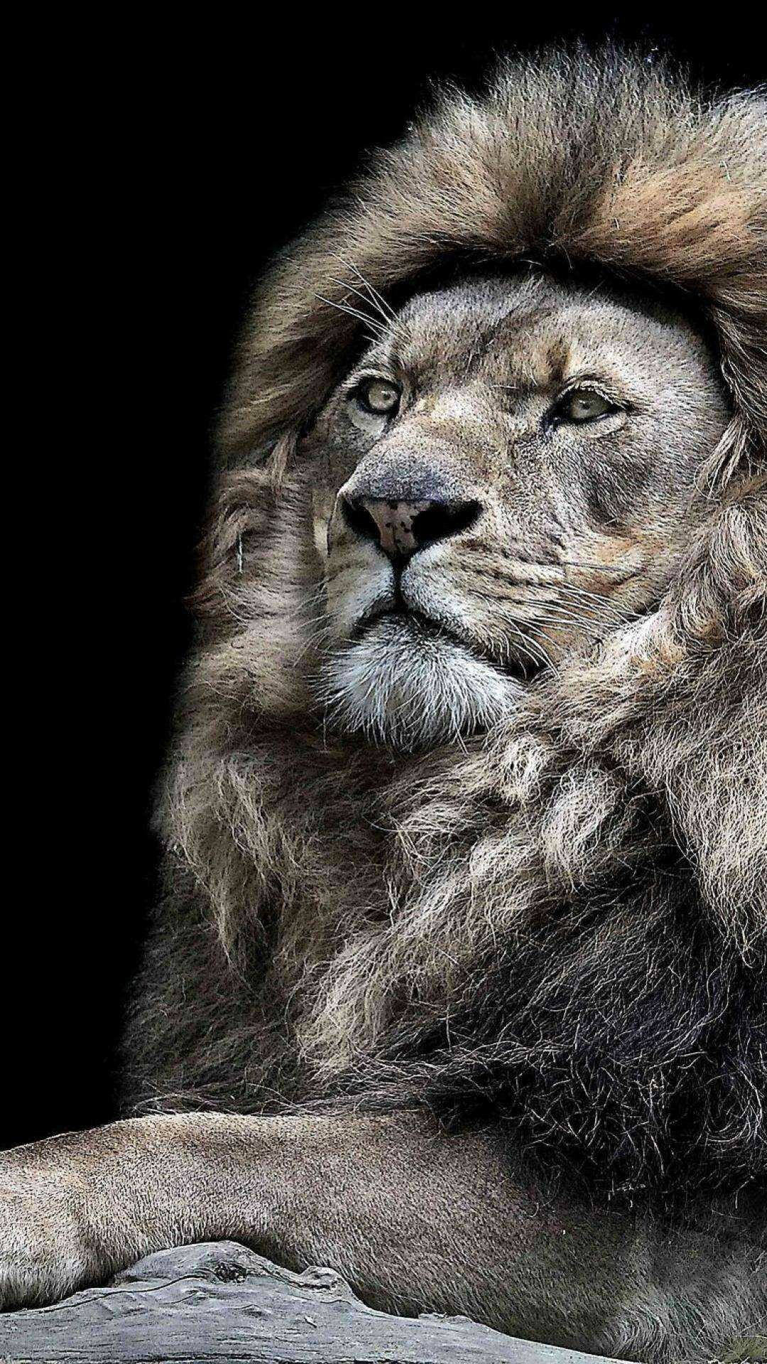 Lion in the wild, Powerful presence, Untamed beauty, Wildlife photography, 1080x1920 Full HD Phone