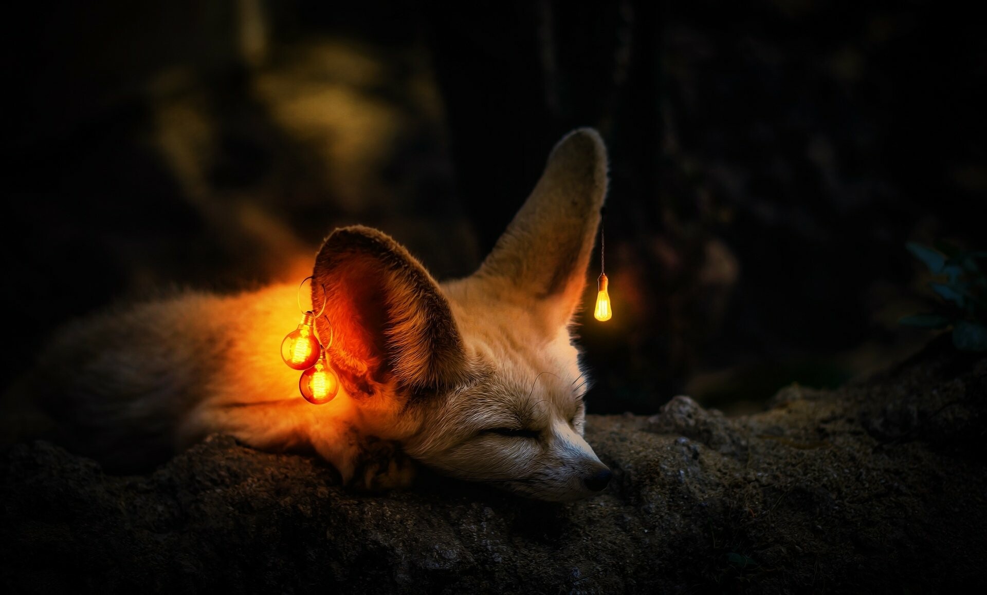 Fennec fox, Desert charm, Exotic beauty, Unique creature, 1920x1160 HD Desktop