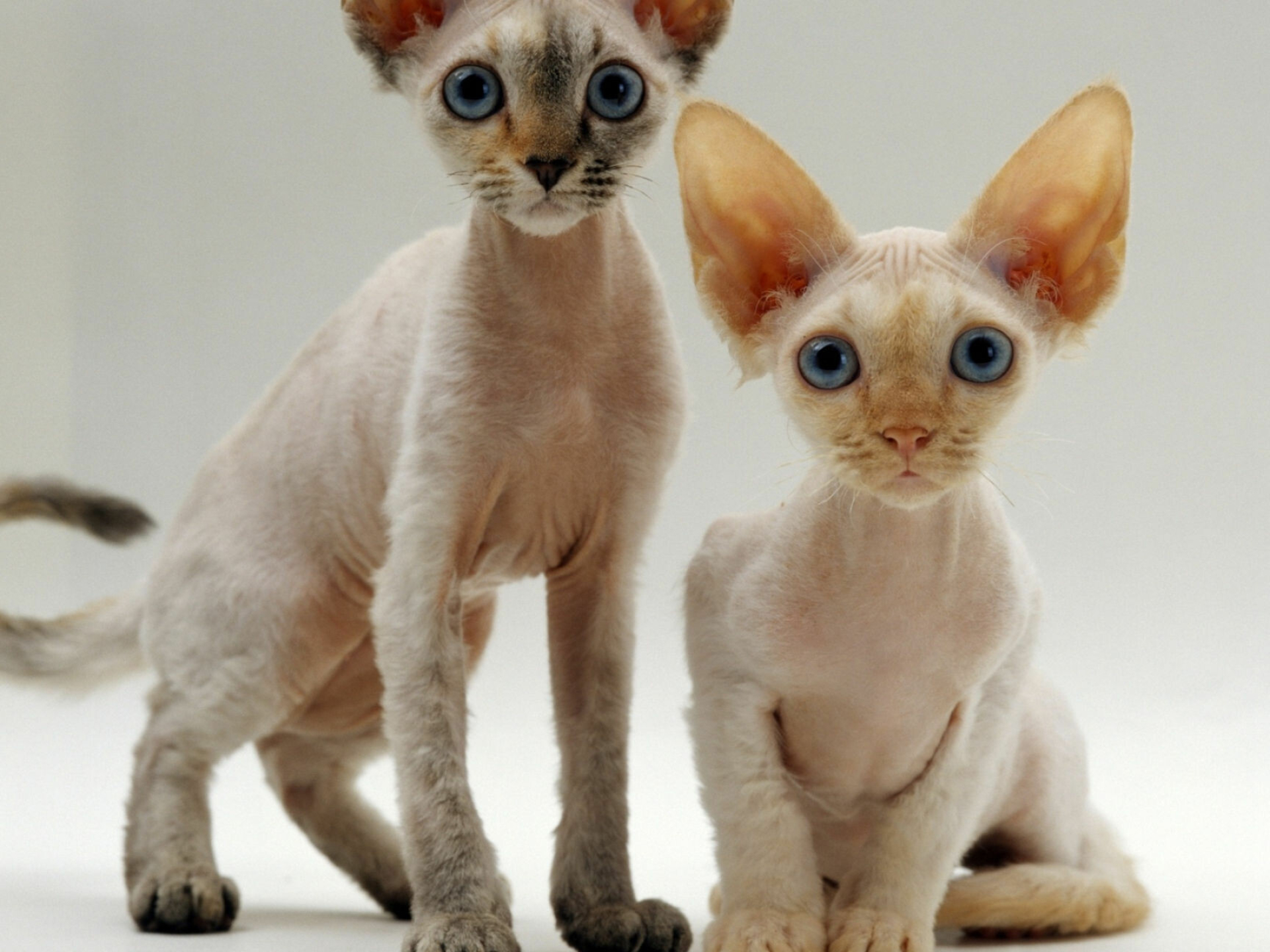 Siblings, Devon Rex Wallpaper, 1920x1440 HD Desktop