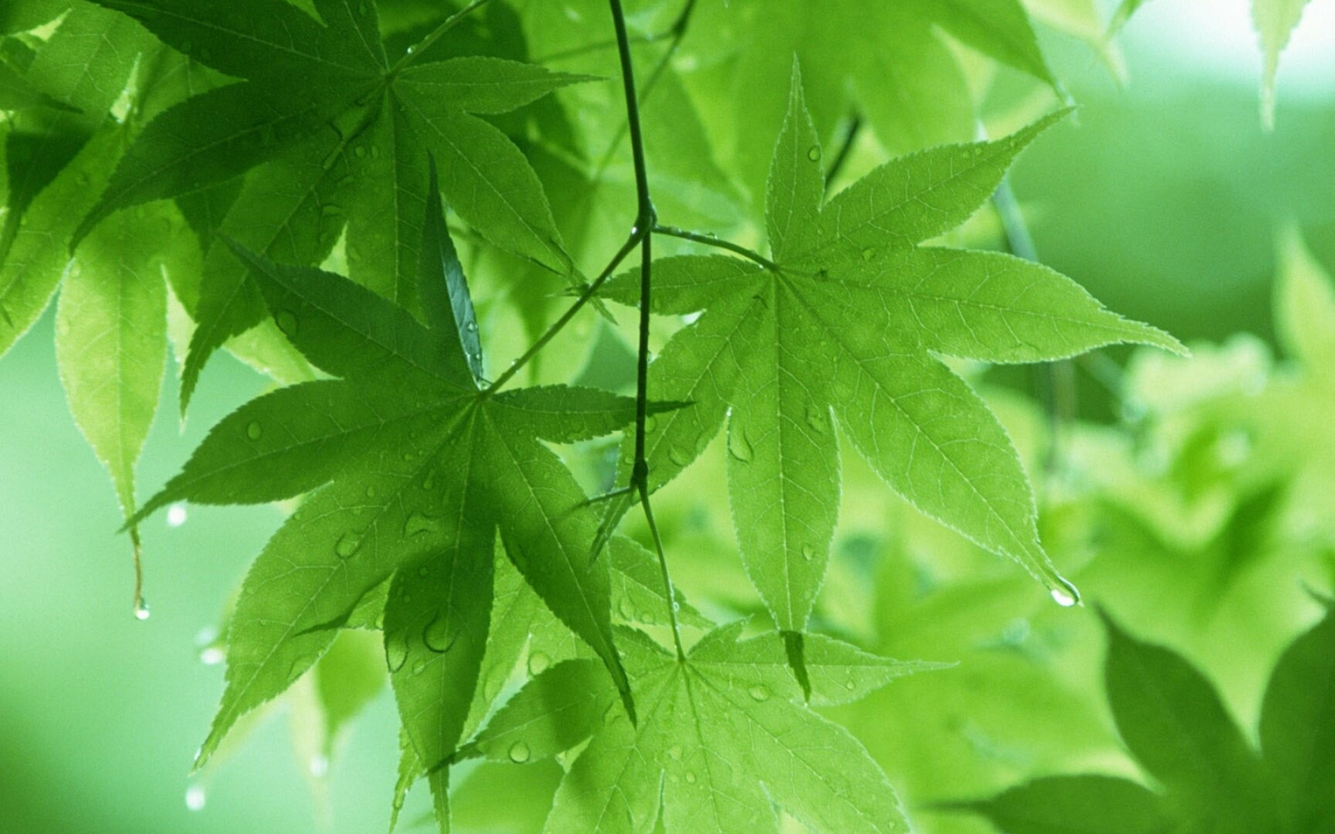 Green leaves inspiration, Leafy wonders, Nature in focus, Organic allure, 1920x1200 HD Desktop