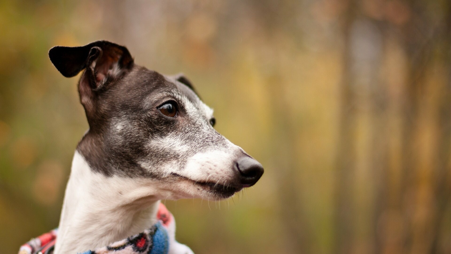 Whippet dog, Friendly and cute, Animals' companions, Energetic and agile, 1920x1080 Full HD Desktop