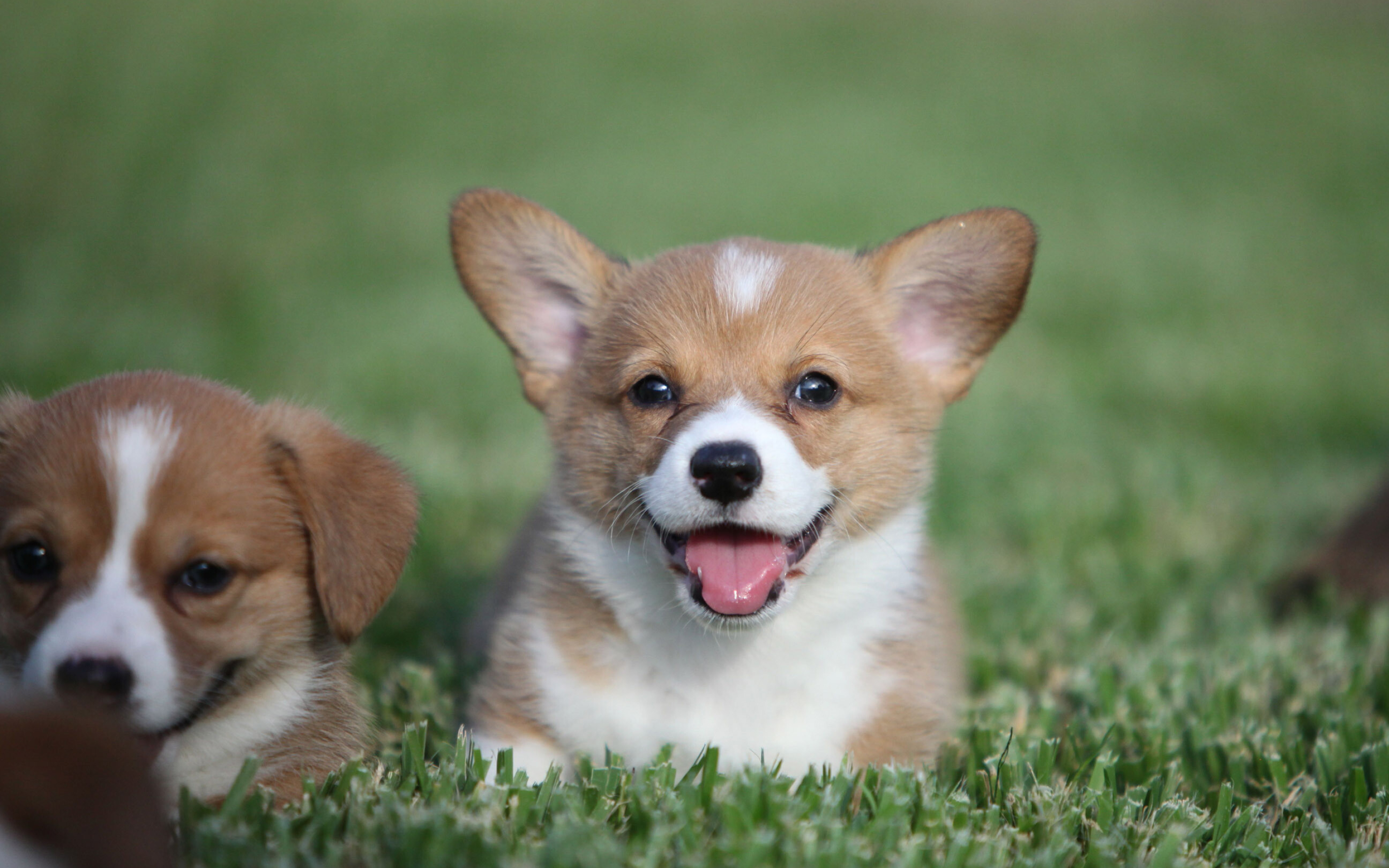 Welsh corgi puppies, Animal wallpapers, 30050, 2880x1800 HD Desktop