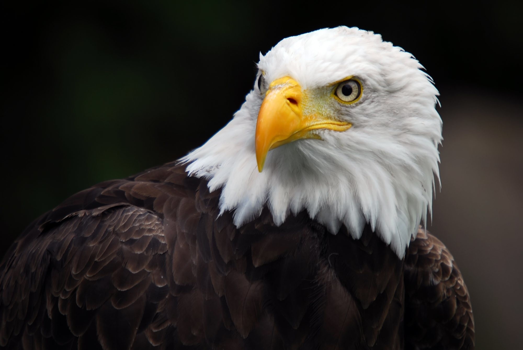 Bald, Eagle, Background, Pictures, 2000x1340 HD Desktop