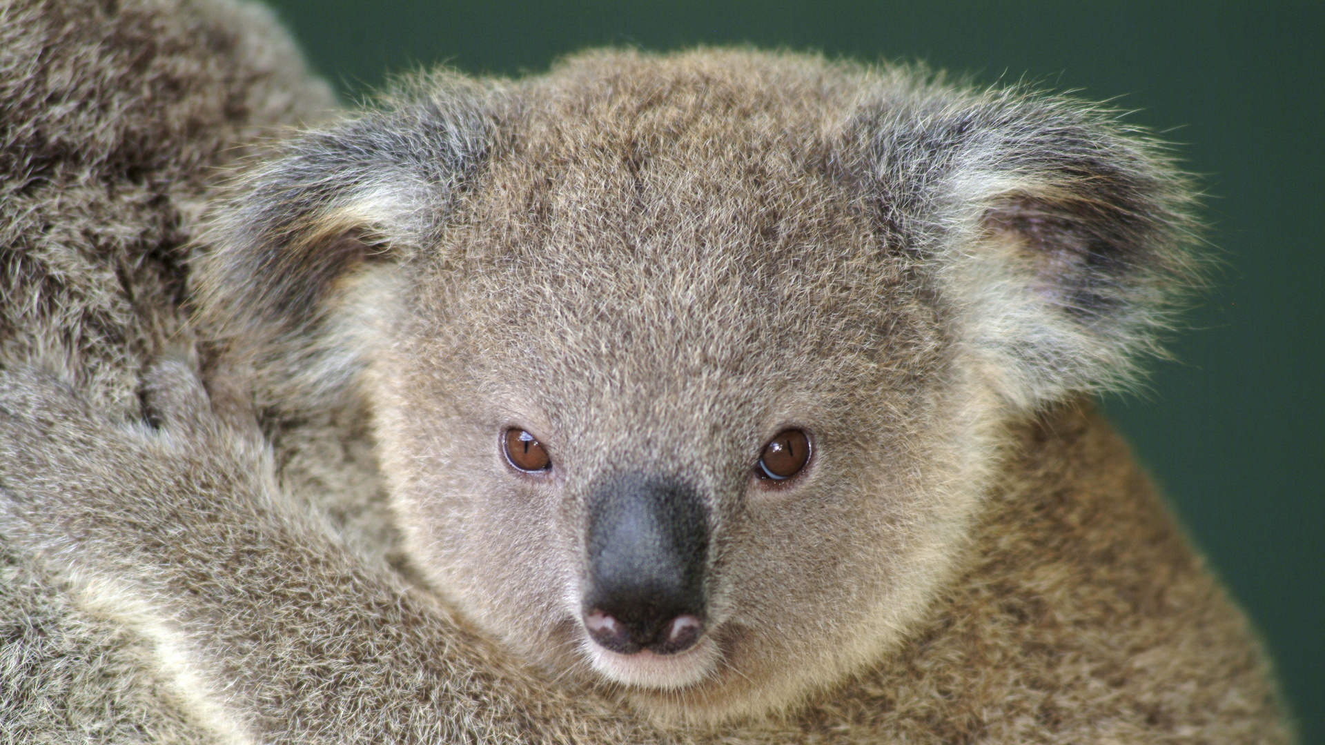 Koala love, Endearing koalas, Heartwarming moments, Cuddly connections, 1920x1080 Full HD Desktop