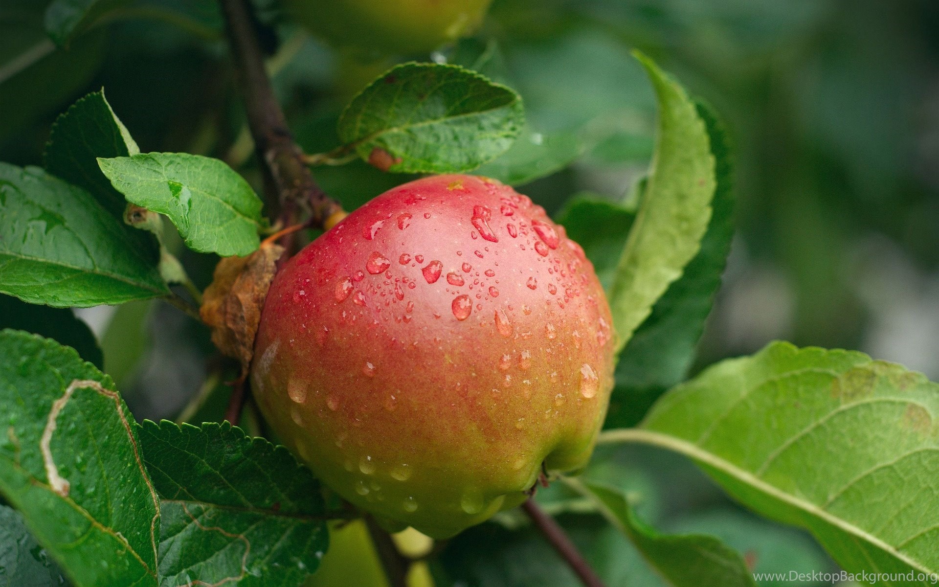 Melrose, Apple Trees Wallpaper, 1920x1200 HD Desktop