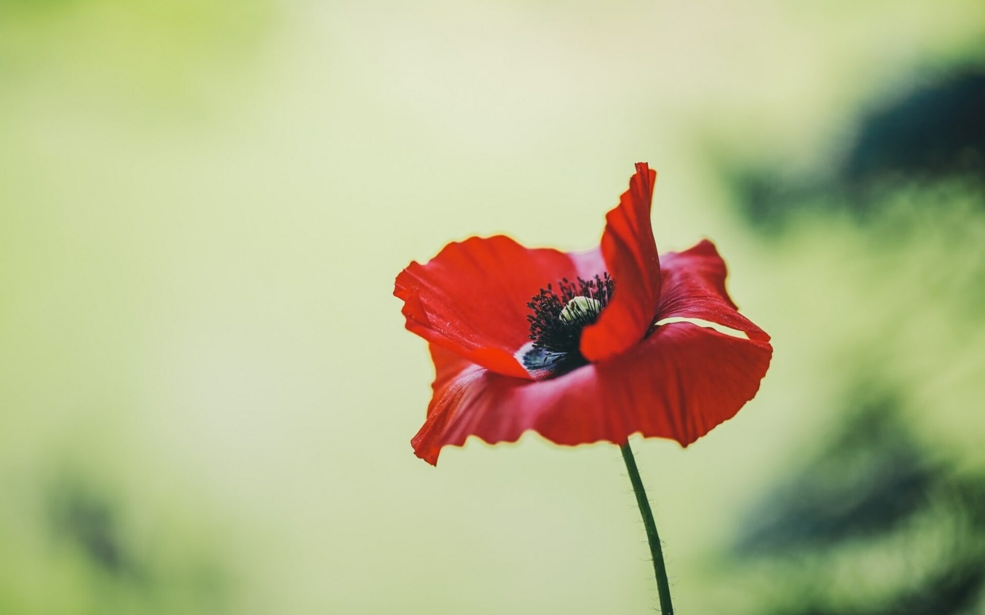 Single flower, Poppy Flowers Wallpaper, 1920x1200 HD Desktop