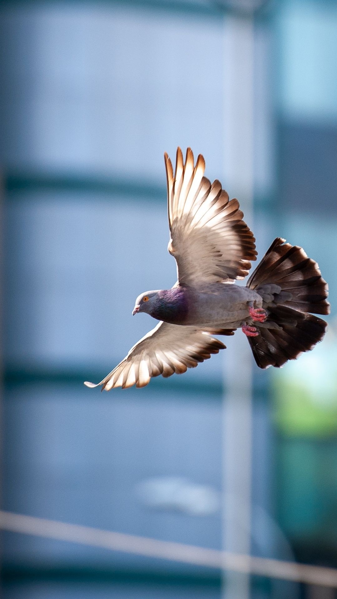 Dove bird, Flight portrait, Bird wallpaper, Capturing motion, 1080x1920 Full HD Phone