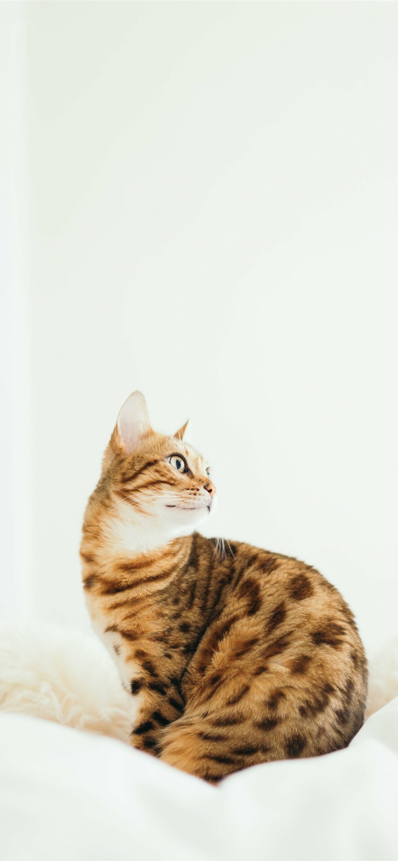 Best bengal cats wallpapers, Exquisite iPhone wallpapers, High-definition images, Perfect for cat enthusiasts, 1290x2780 HD Phone