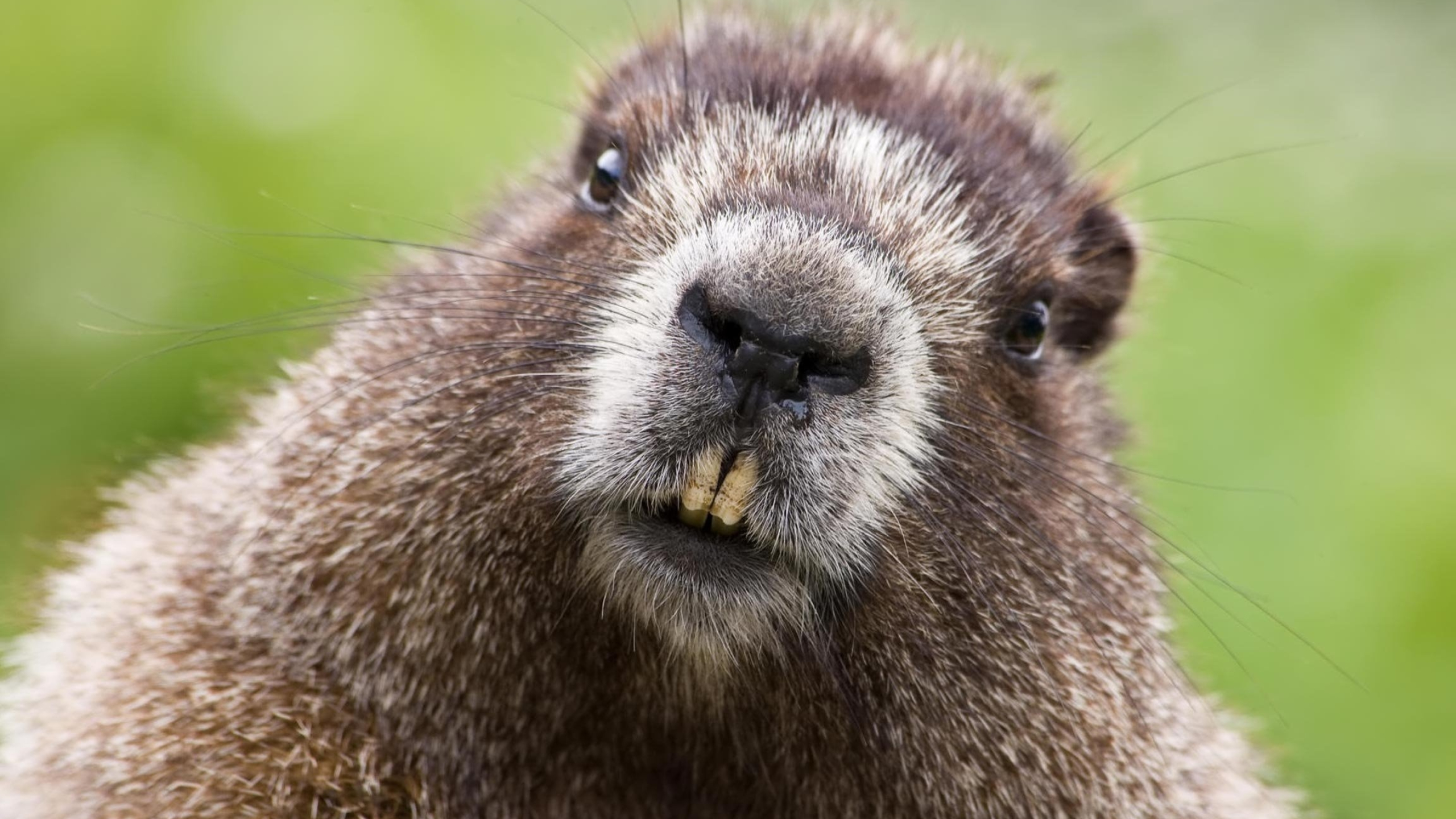 Close-up, Groundhogs Wallpaper, 2560x1440 HD Desktop