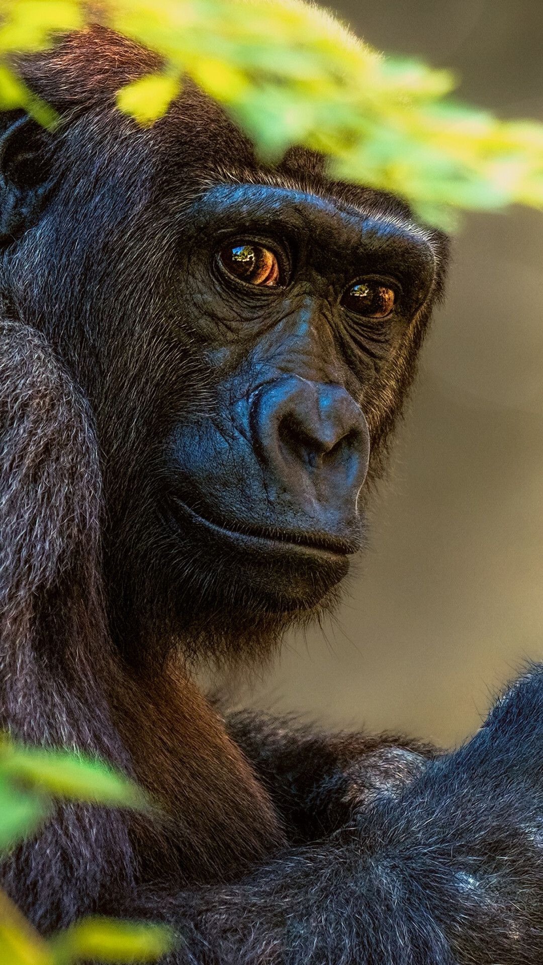 Wild primate portrait, Majestic orangutan, Tree-dwelling creatures, Nature's marvel, 1080x1920 Full HD Phone