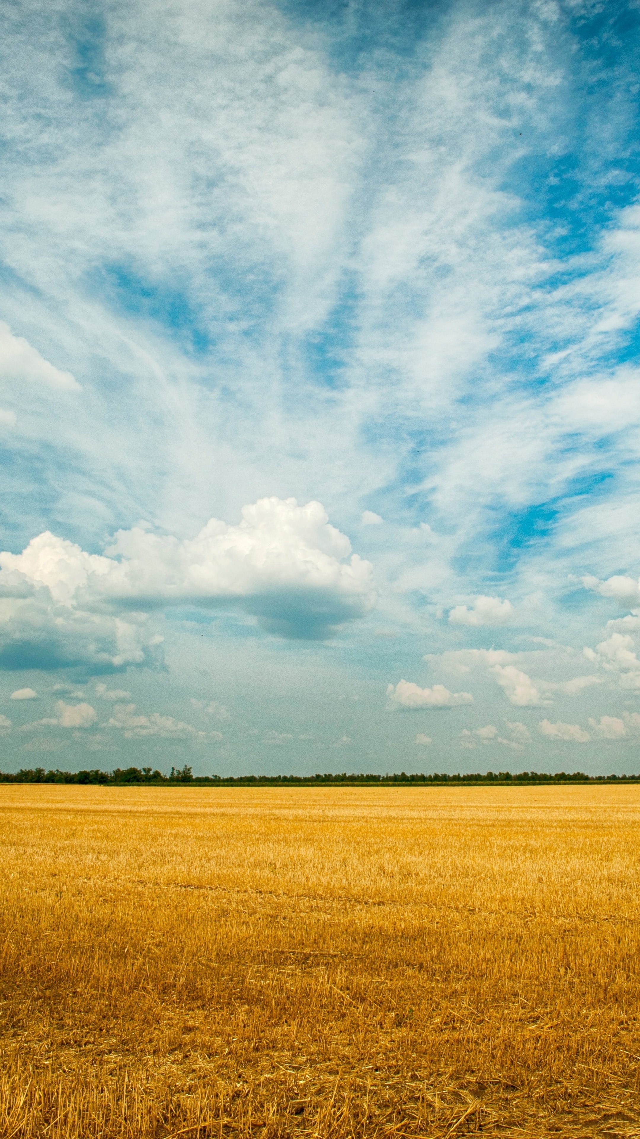 Yellow grass field, Sony Xperia X, HD wallpapers, 2160x3840 4K Phone