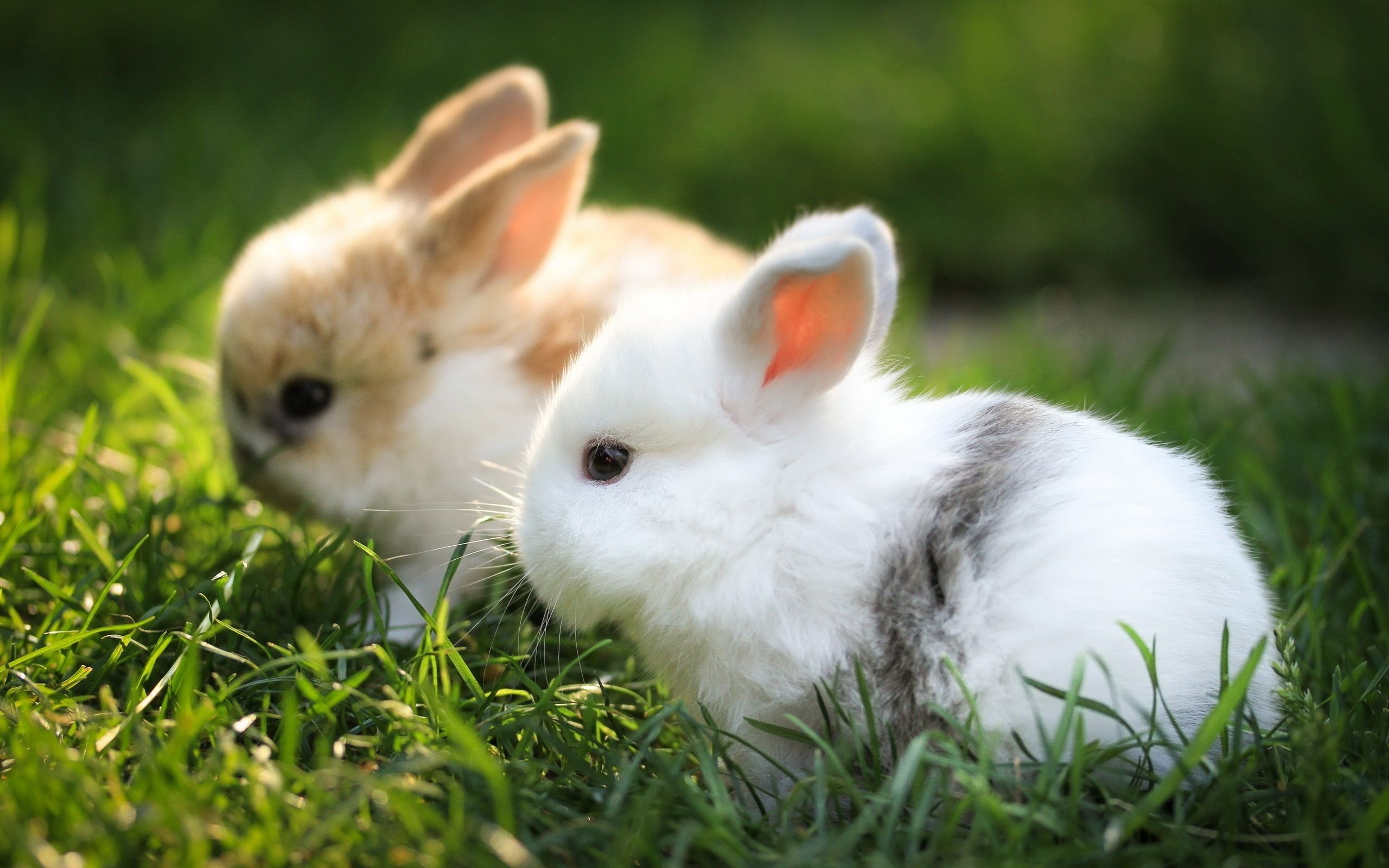 Netherland Dwarf, Bunnies Wallpaper, 2560x1600 HD Desktop