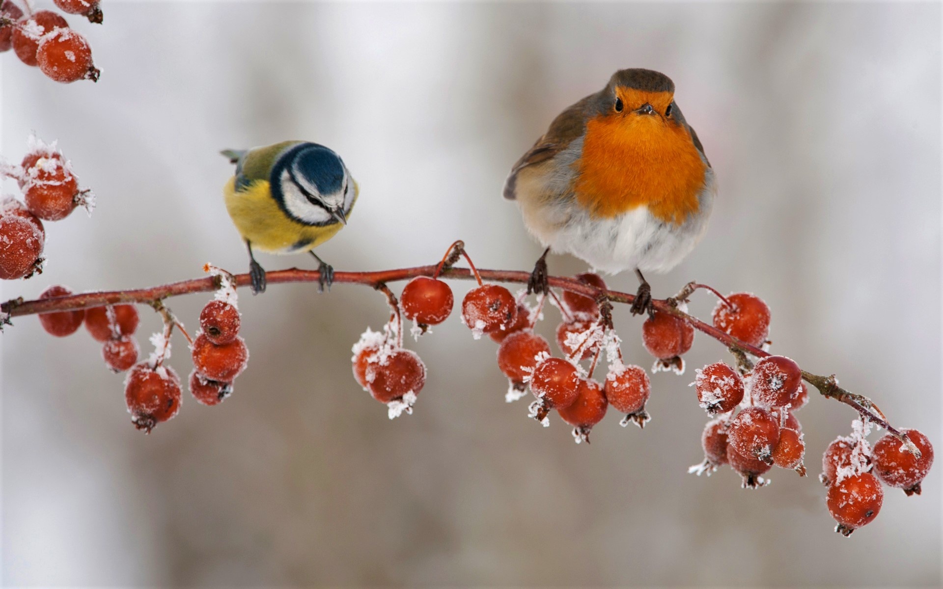 Blue tit wallpapers, 10, Free, 1920x1200 HD Desktop