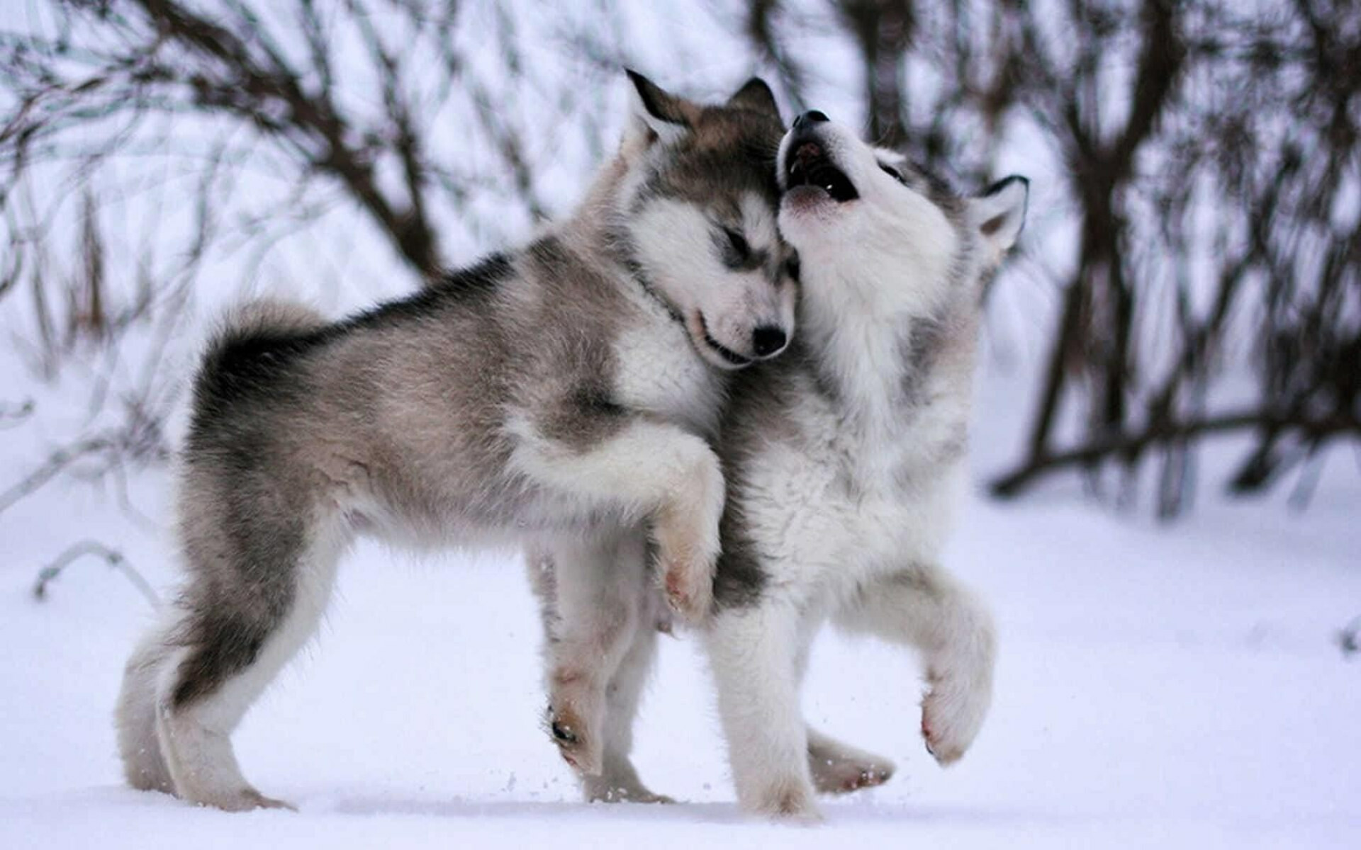 Alaskan Malamute, Dogs Wallpaper, 1920x1200 HD Desktop