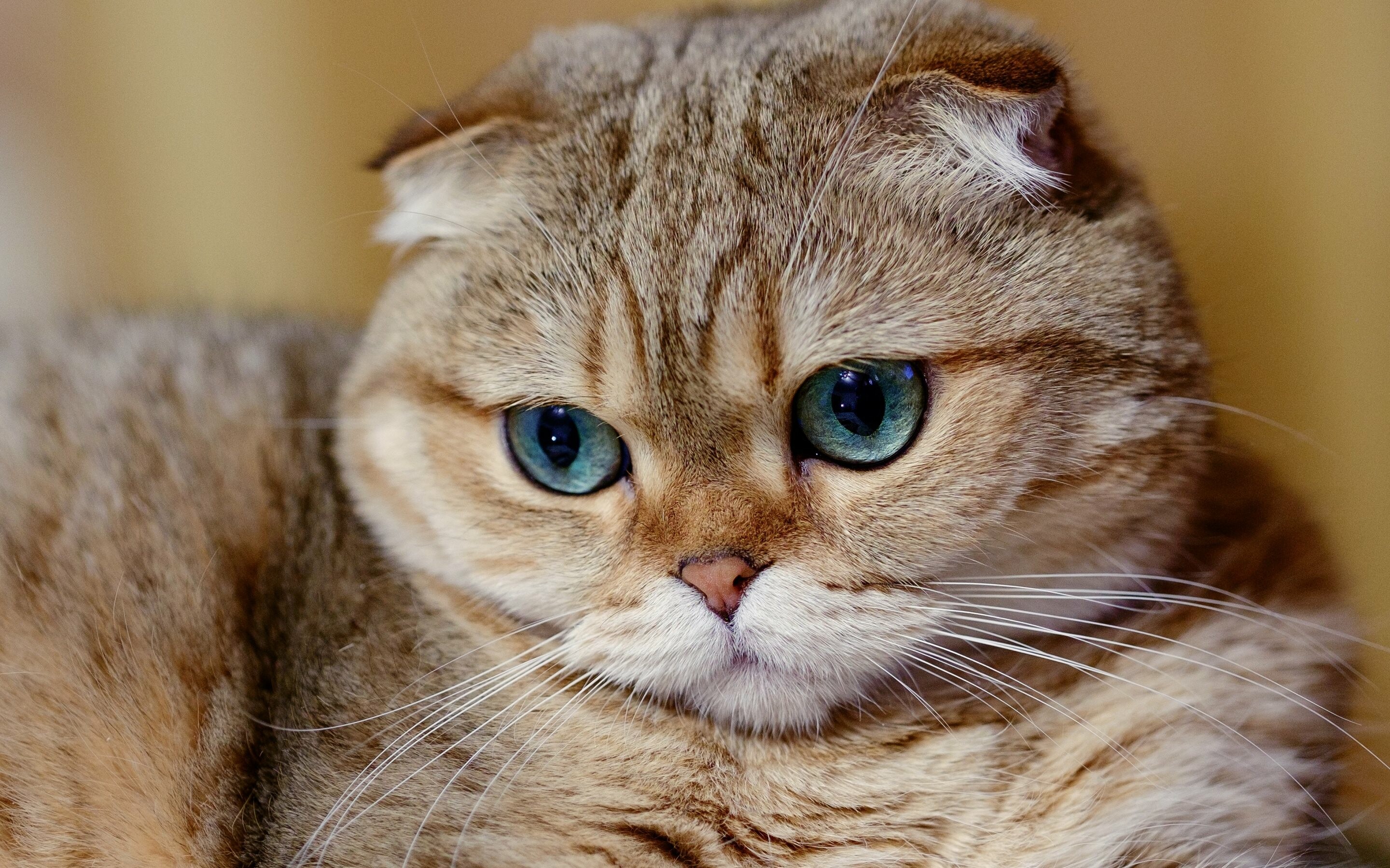 Chinchilla golden, Scottish Folds Wallpaper, 2880x1800 HD Desktop