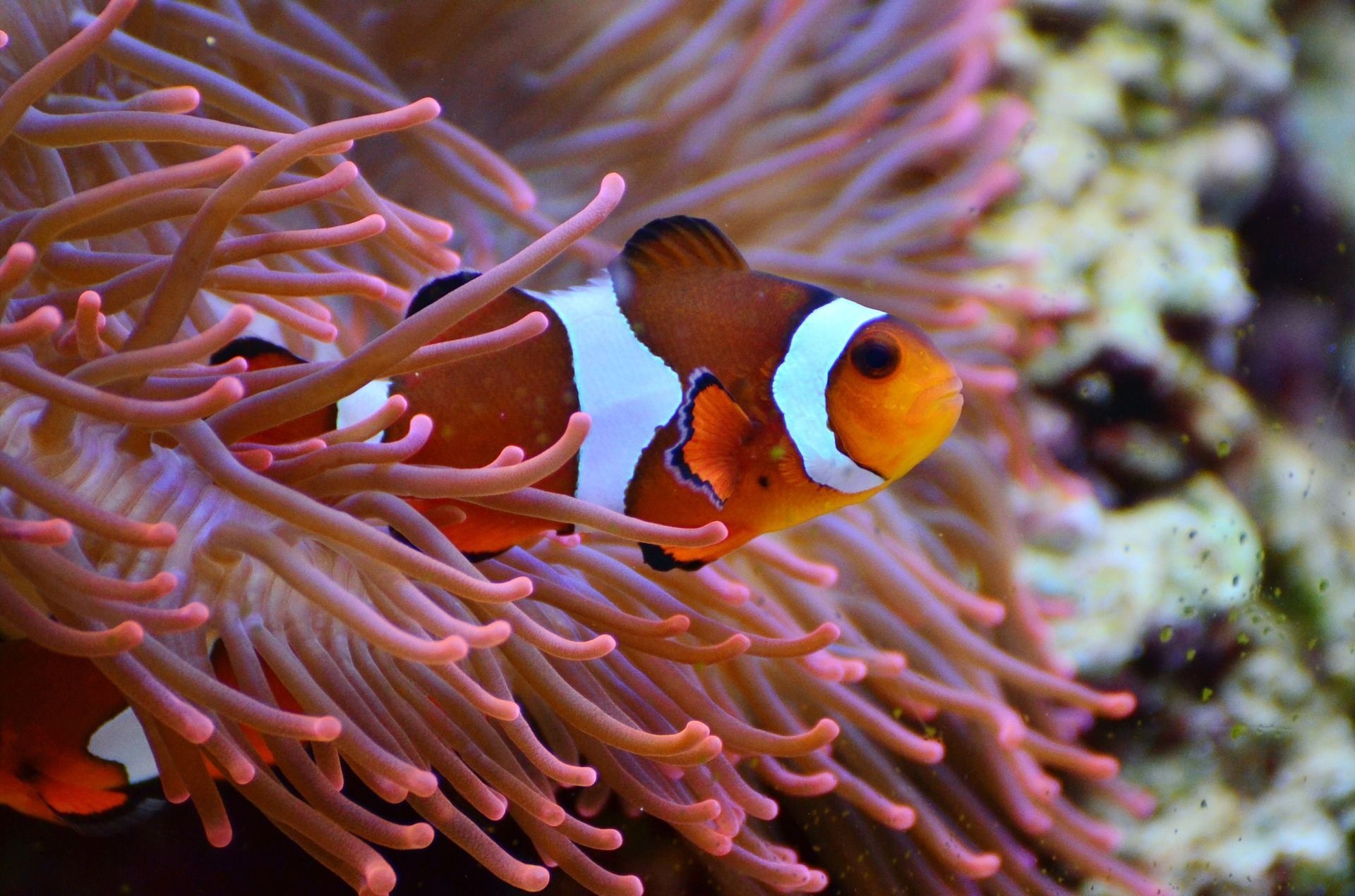 Marine fish, Aquariums, Colorful fish, Clown fish, 1920x1280 HD Desktop