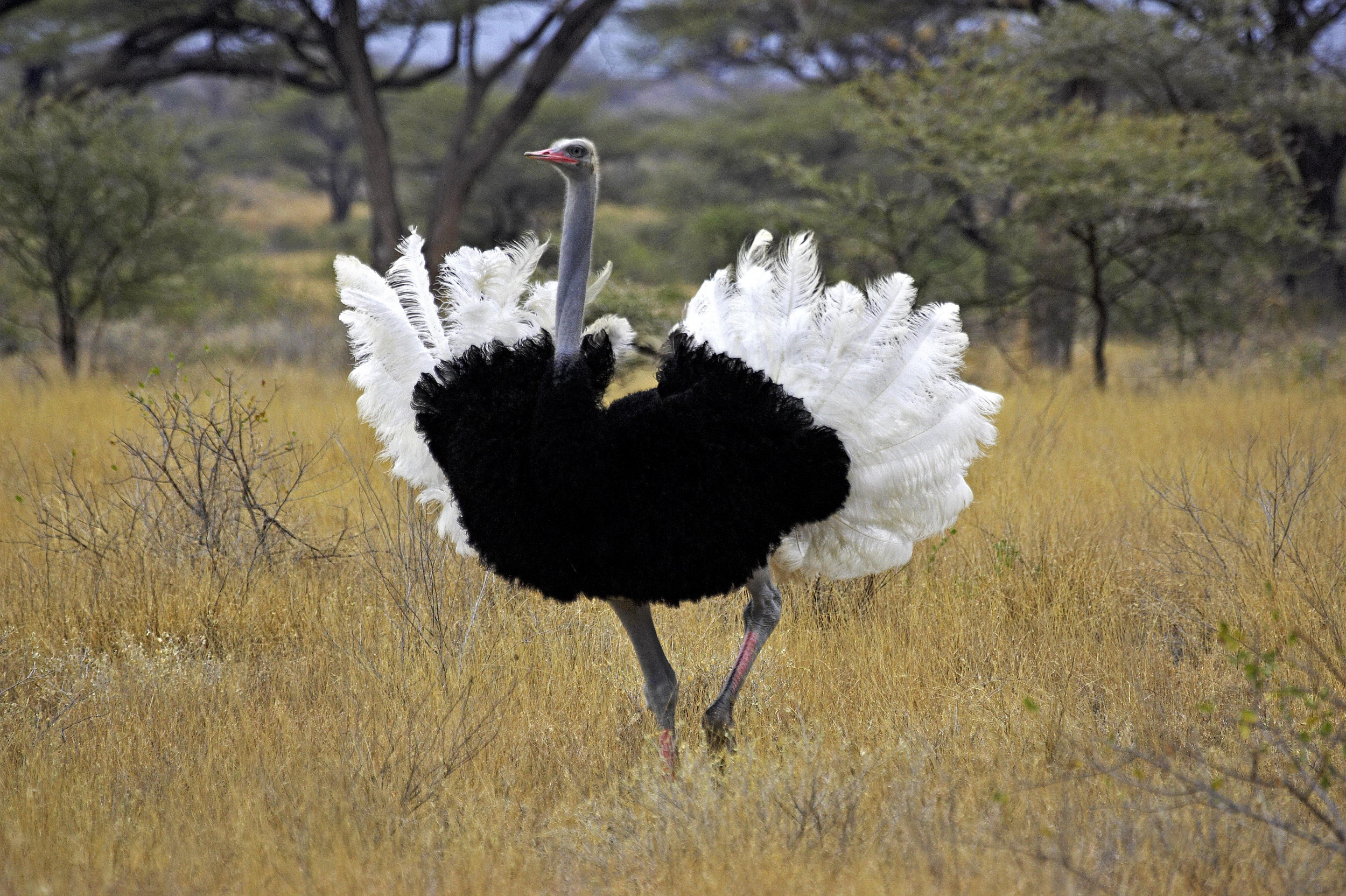 The Somali, Ostrich Wallpaper, 2500x1670 HD Desktop