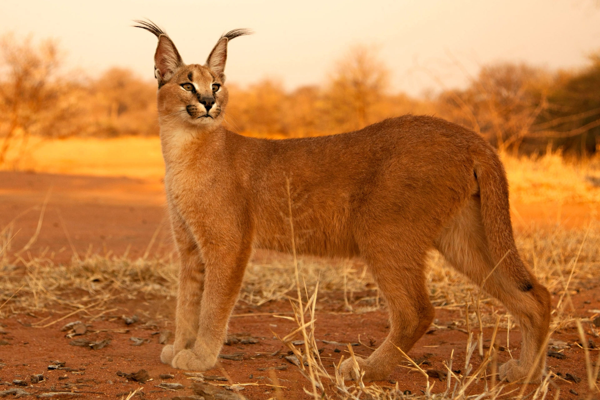 Deadly beauty, African wilderness, Elegant creature, Mysterious hunter, 1920x1280 HD Desktop