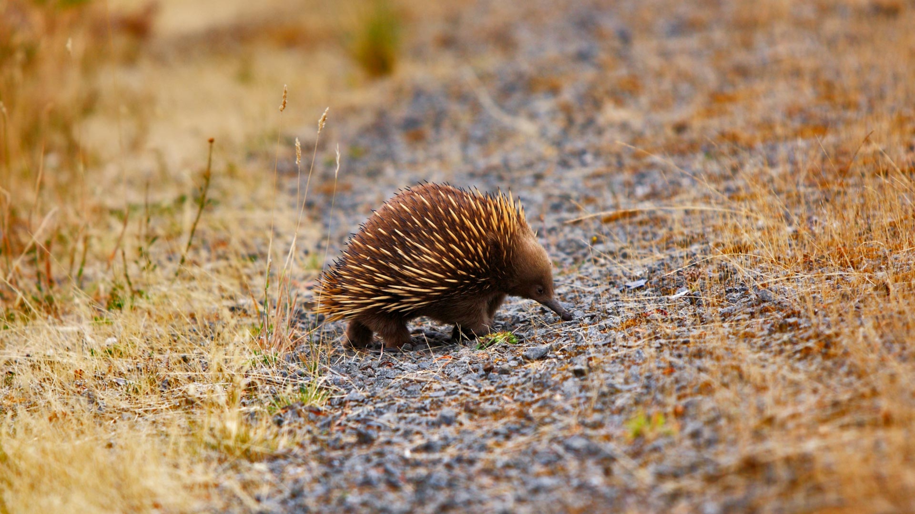 Northern Territory, Echidna sightings, Australian fauna, Breathtaking landscapes, 3840x2160 4K Desktop