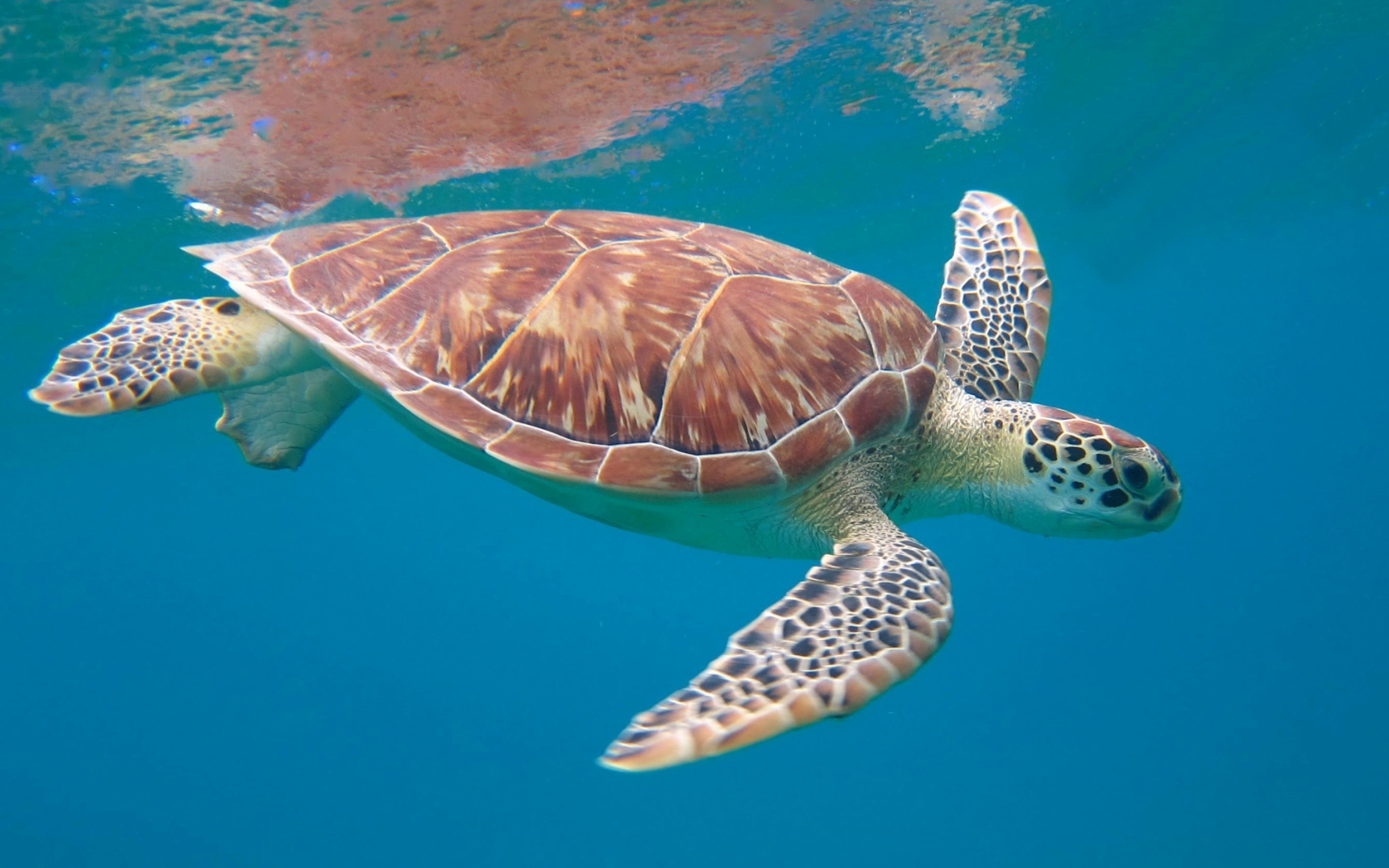 Sea turtle admiration, Beautiful wallpapers, Michelle Simpson's collection, Nature's wonder, 2880x1800 HD Desktop