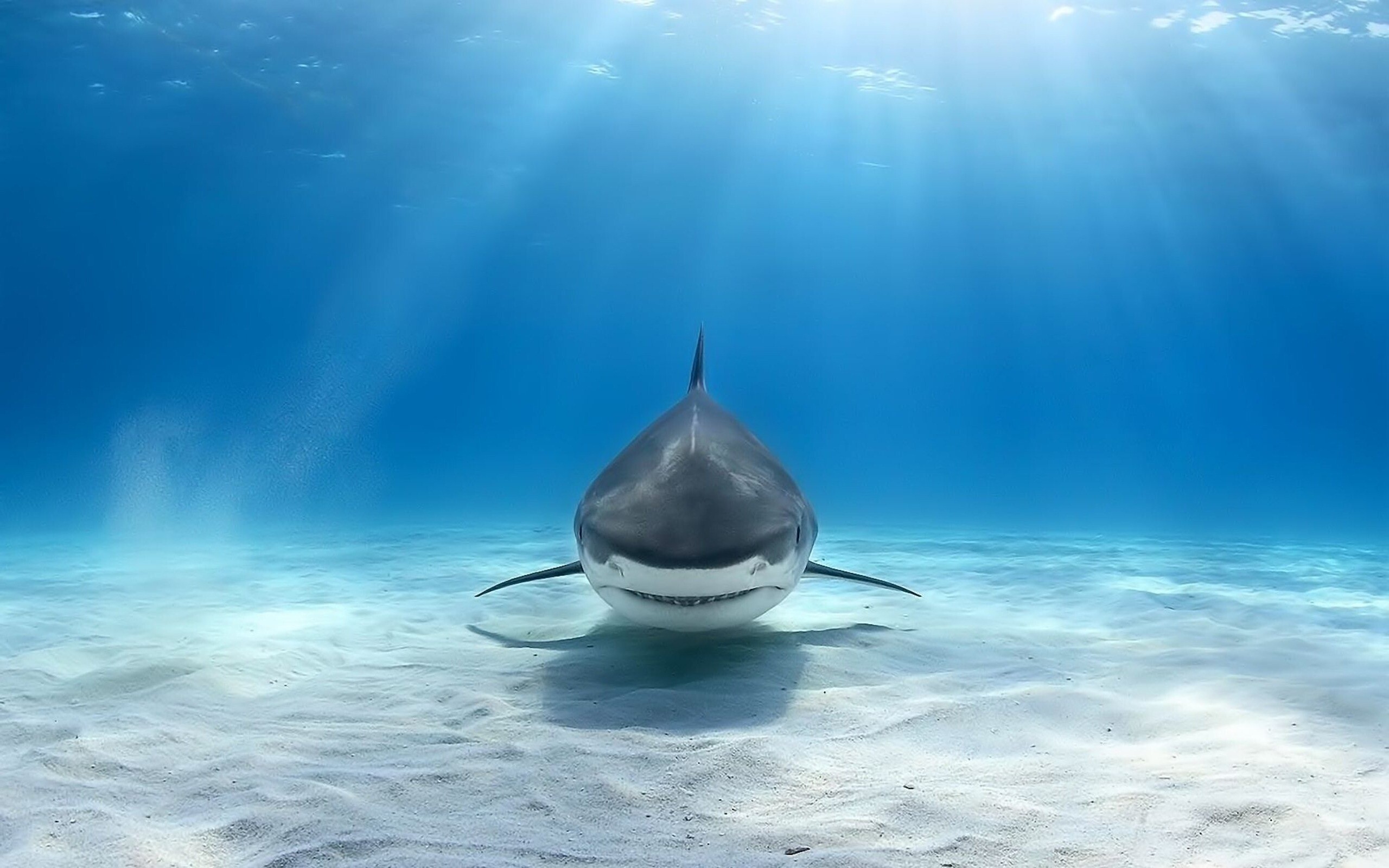 Bull shark wallpapers, Aggressive predator, Shark's hunting grounds, Thriving in rivers, 2560x1600 HD Desktop