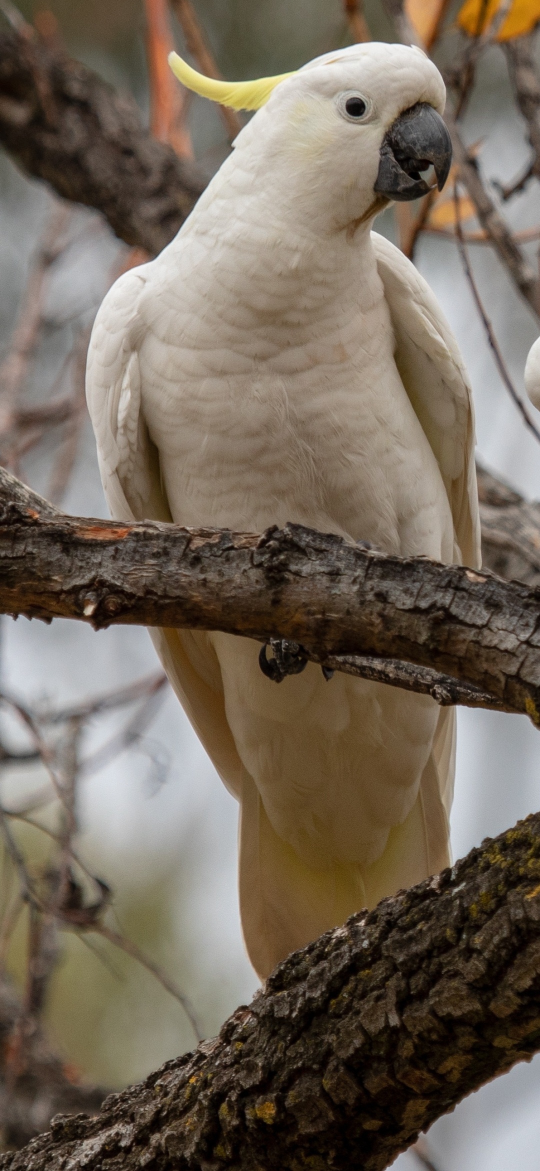 Sulfur-crested cockatoo, Nature's beauty, Feathered friend, 1080x2340 HD Phone