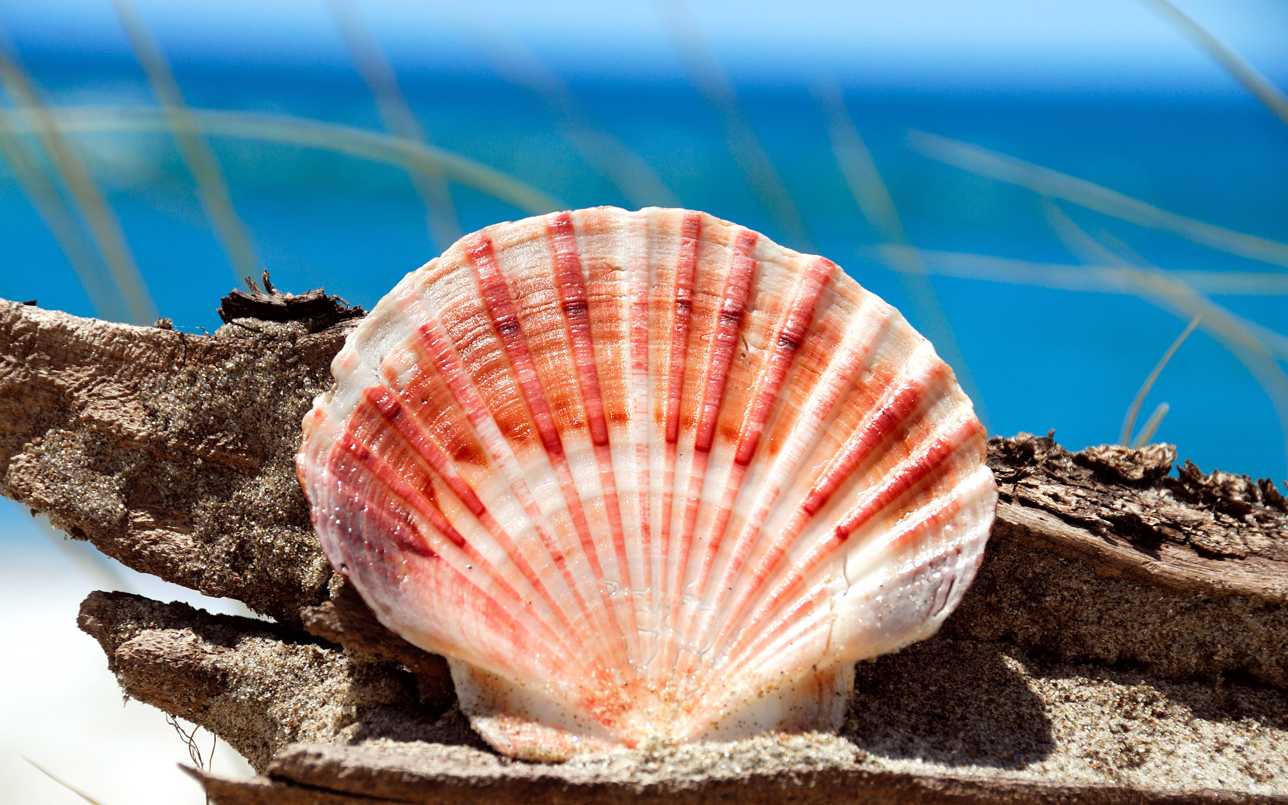 Seashell paradise, Intricate patterns, Nature's artwork, Serene backdrop, 2560x1600 HD Desktop