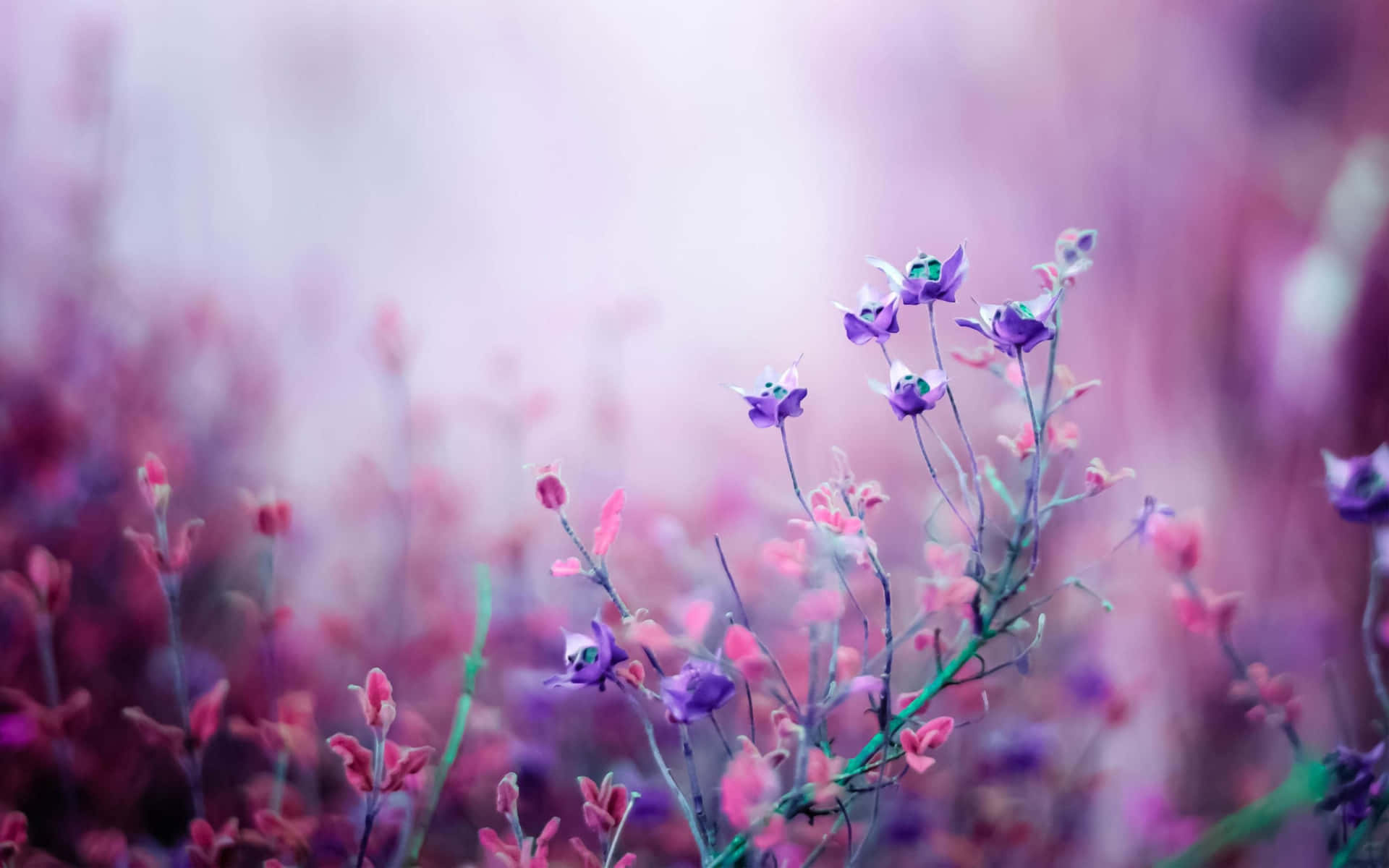 Flowers, For Laptop Wallpaper, 1920x1200 HD Desktop