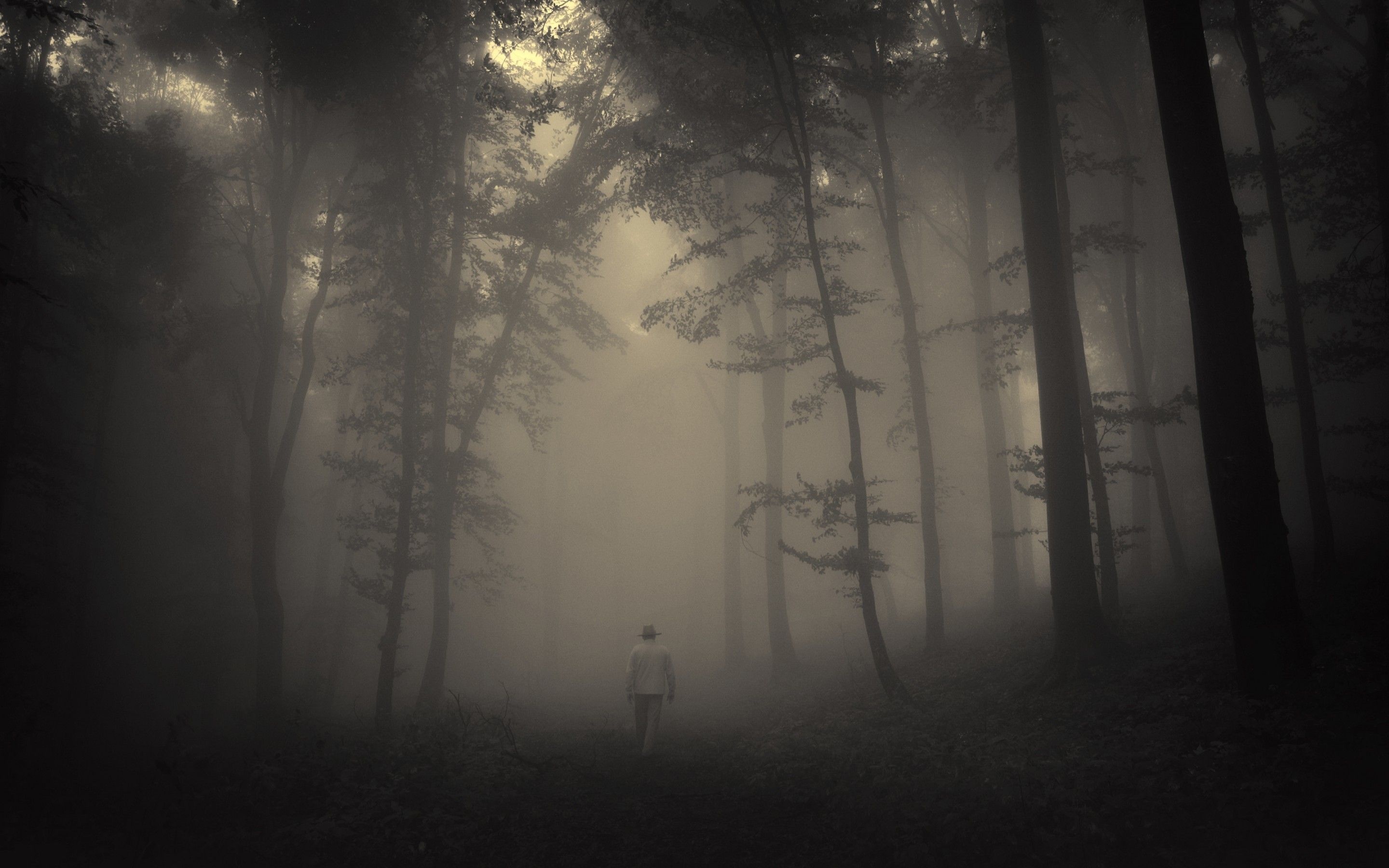 Haunted Forest, Eerie fog, Dark and mysterious, Spooky atmosphere, 2880x1800 HD Desktop