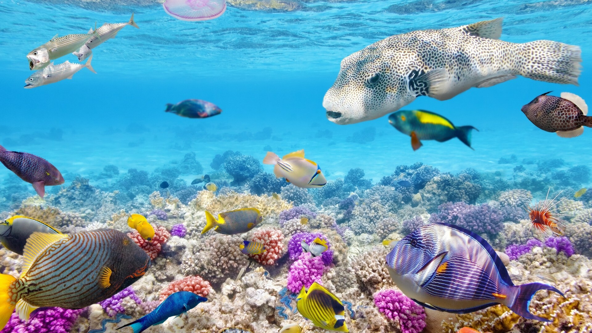 Coral Reef, Exotic wallpapers, Stunning underwater, Natural wonder, 1920x1080 Full HD Desktop