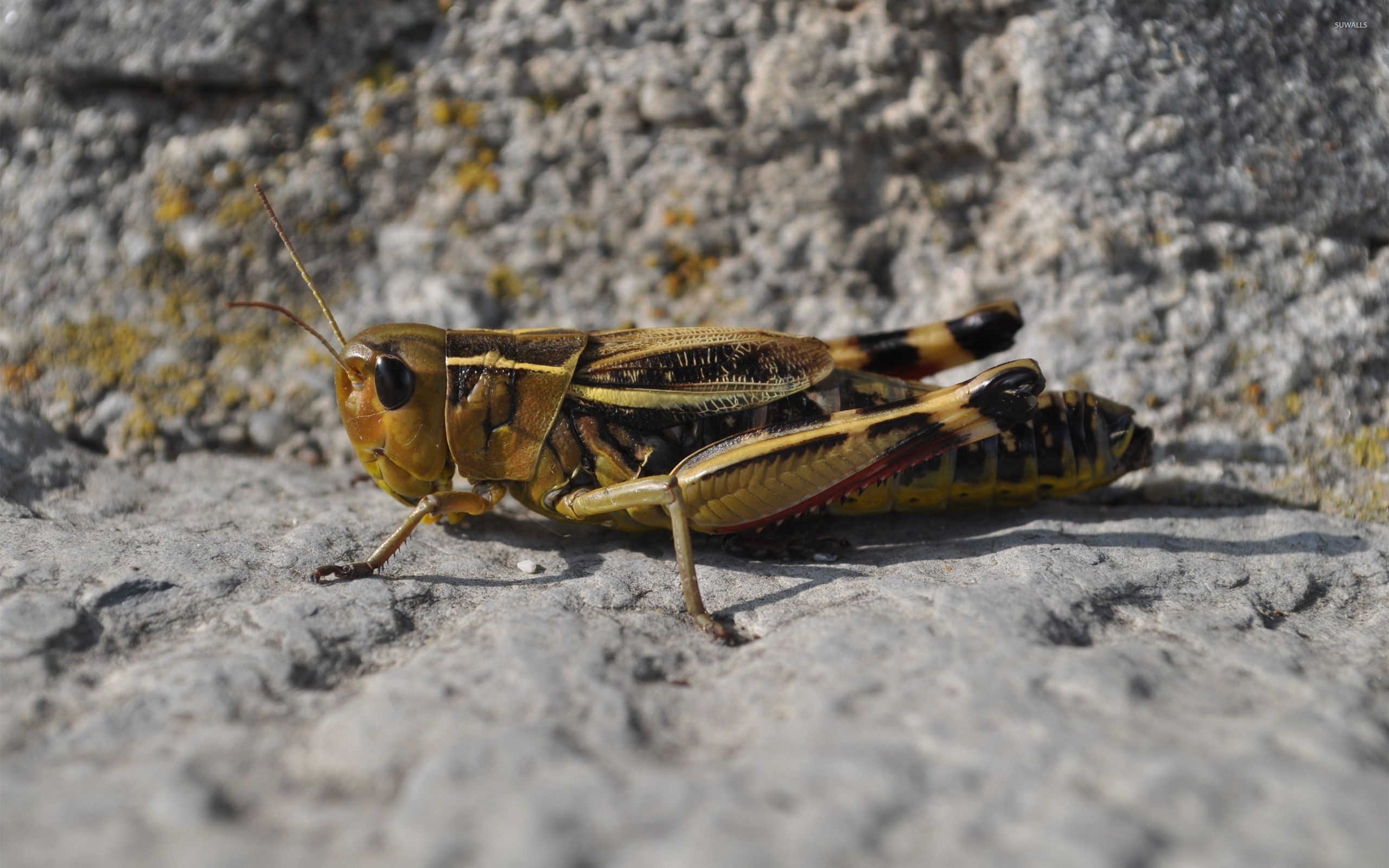 Locust, Grasshoppers Wallpaper, 2560x1600 HD Desktop