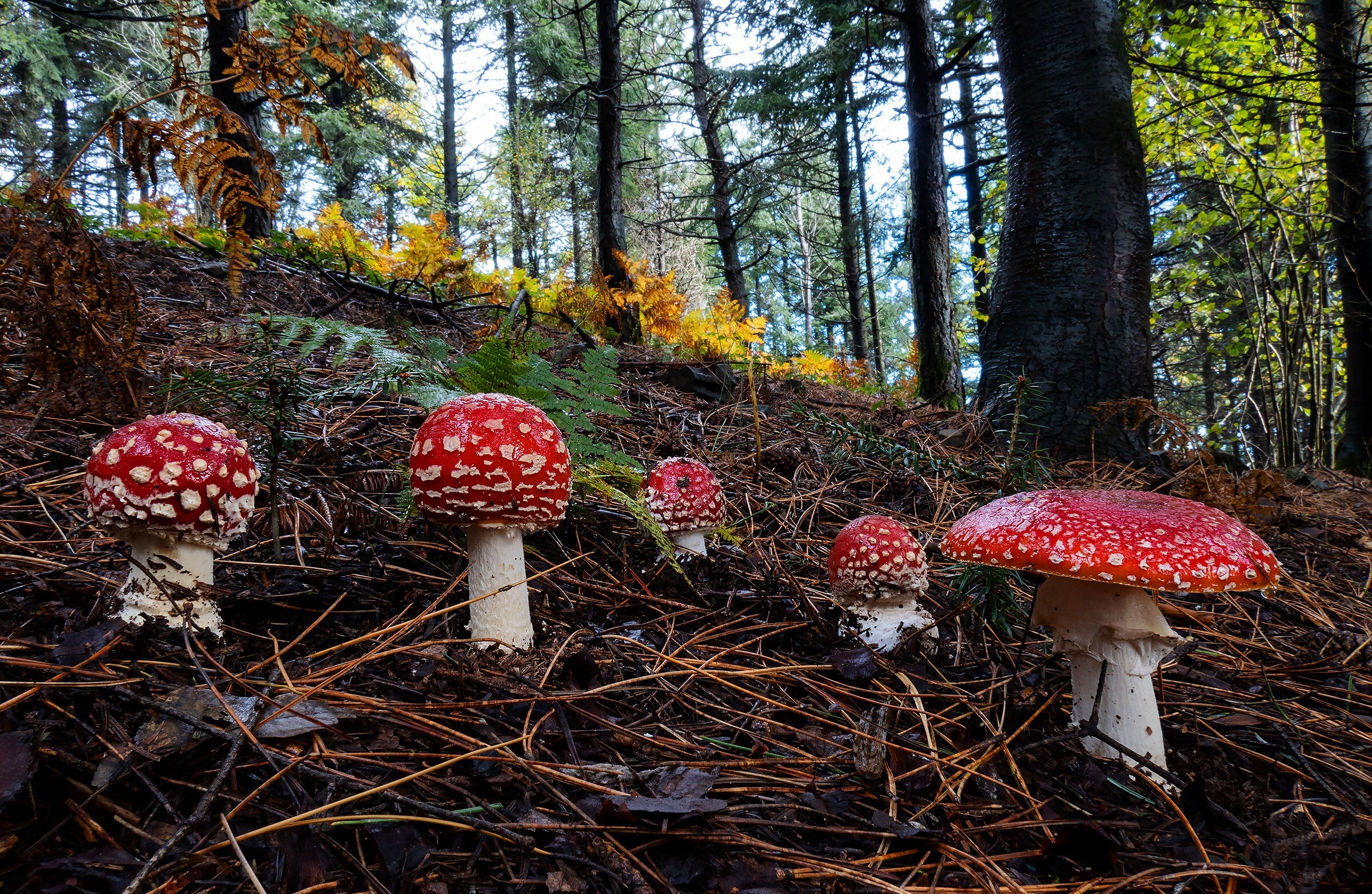 Fly agaric, HD wallpapers, Nature's marvel, Mushroom's beauty, 2400x1570 HD Desktop