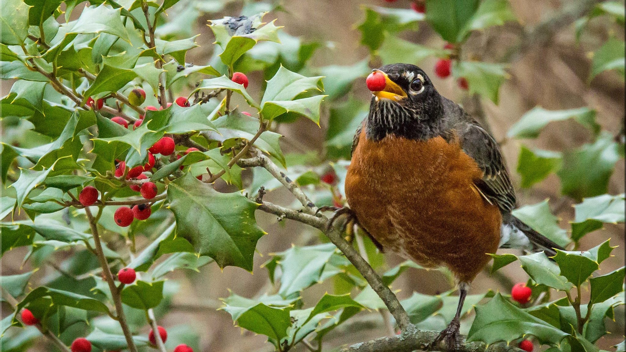 Bird, Holly Tree Wallpaper, 2050x1160 HD Desktop