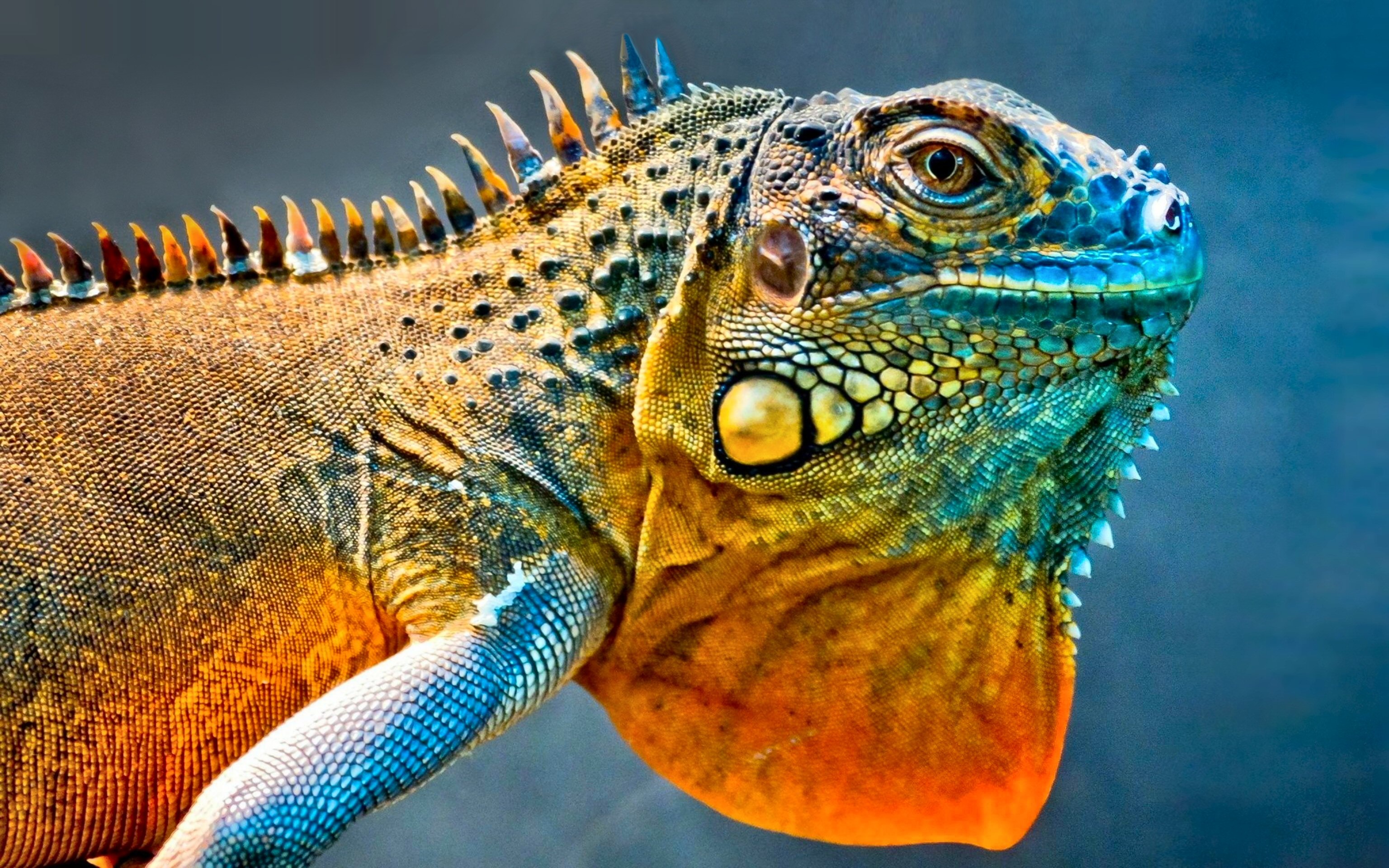 Detailed texture, Iguana Wallpaper, 3080x1920 HD Desktop