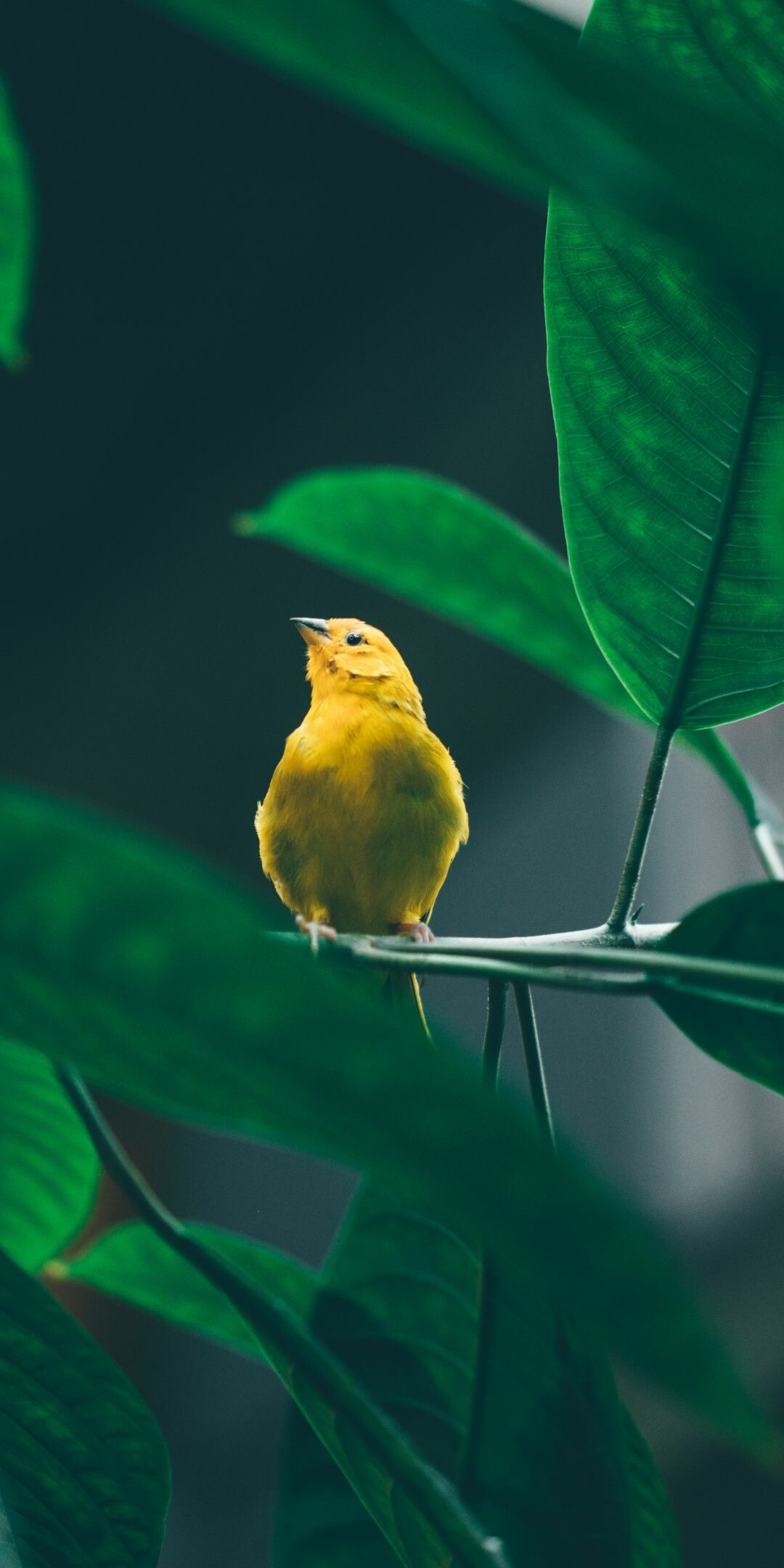 Cute yellow bird, Tree branch paradise, HD wallpaper, Picture-perfect moment, 1080x2160 HD Phone