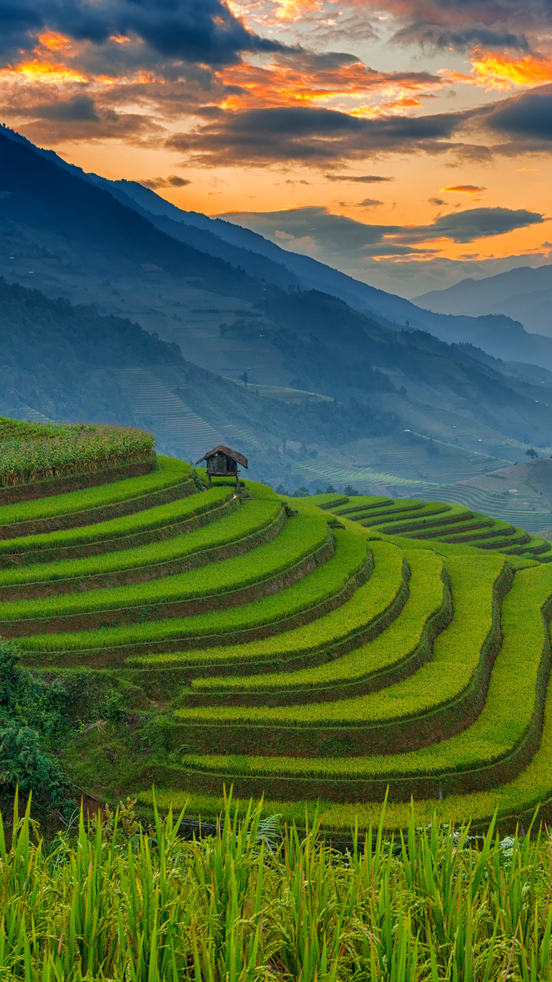 Mu Cang Chai, Vietnam beauty, Windows 10 spotlight, Terraced splendor, 1080x1920 Full HD Phone