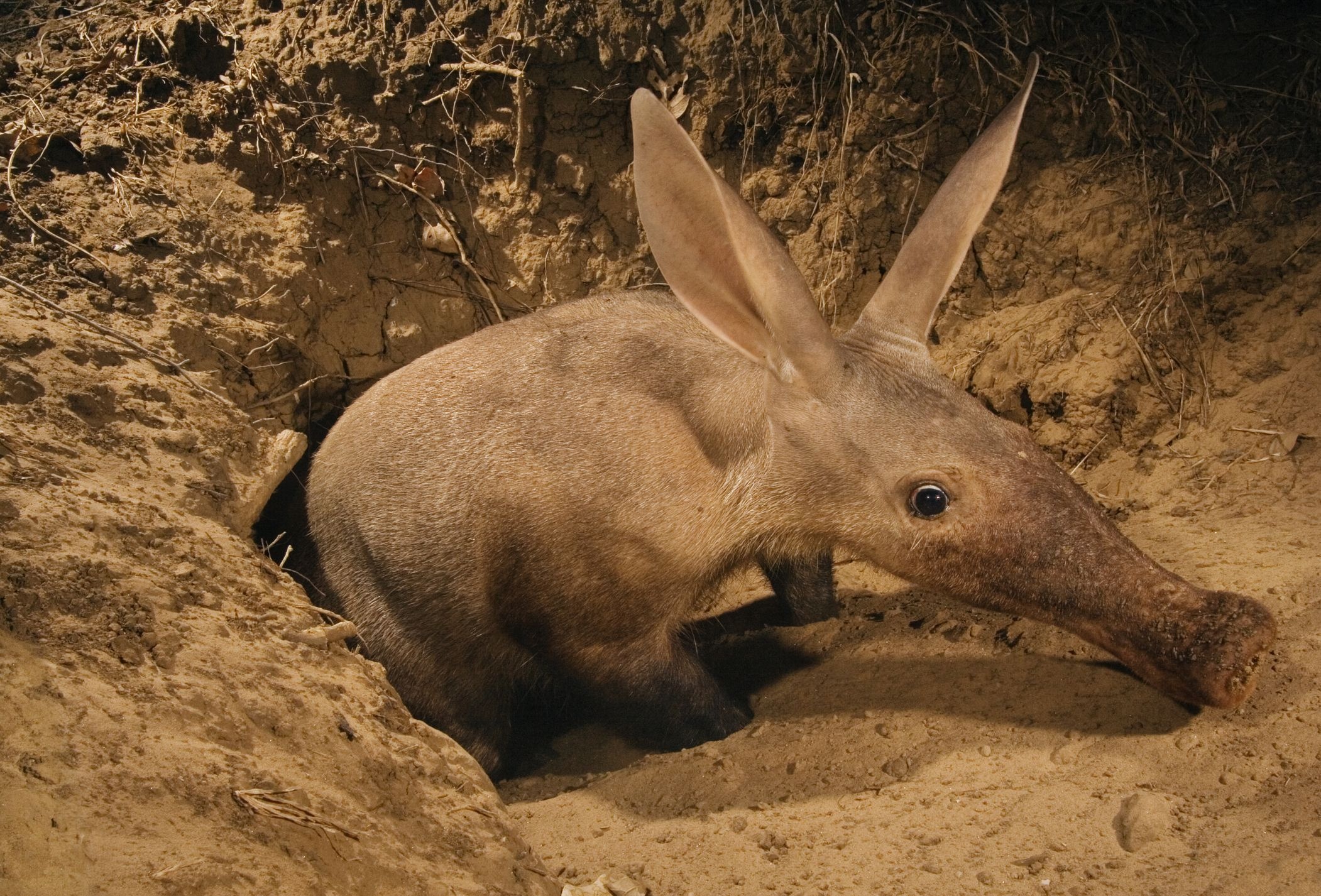 Aardvark, Phone desktop wallpapers, Pictures, Photos, 2110x1430 HD Desktop