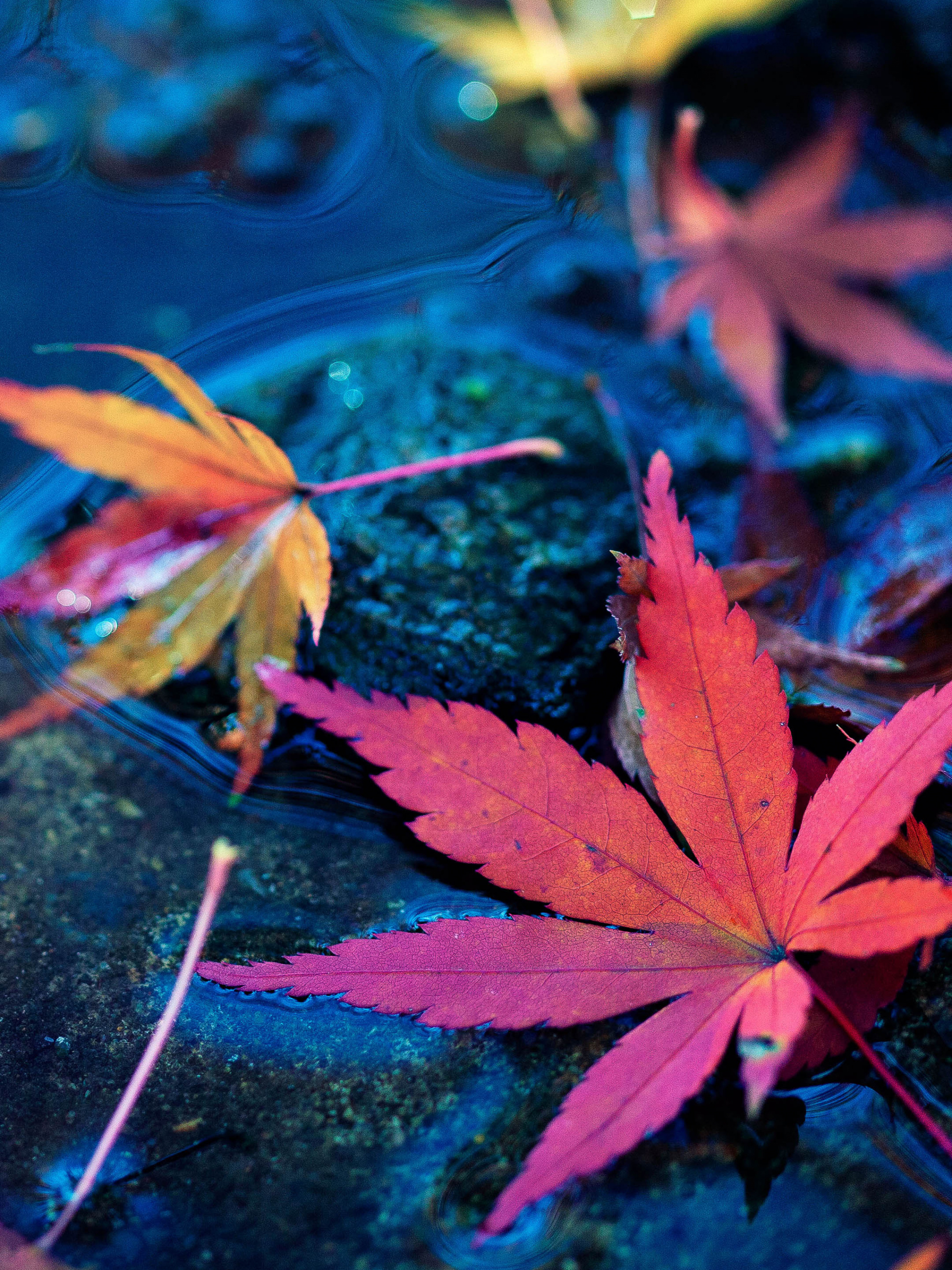 Leaves, Water Wallpaper, 2050x2740 HD Phone