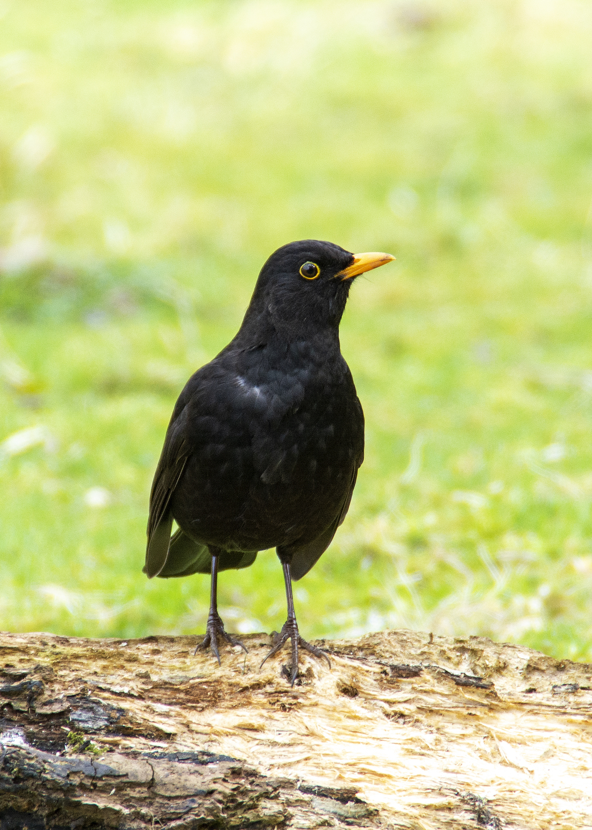 Common Blackbird, Birds in nature, Beautiful plumage, Wildlife photography, 1920x2690 HD Phone