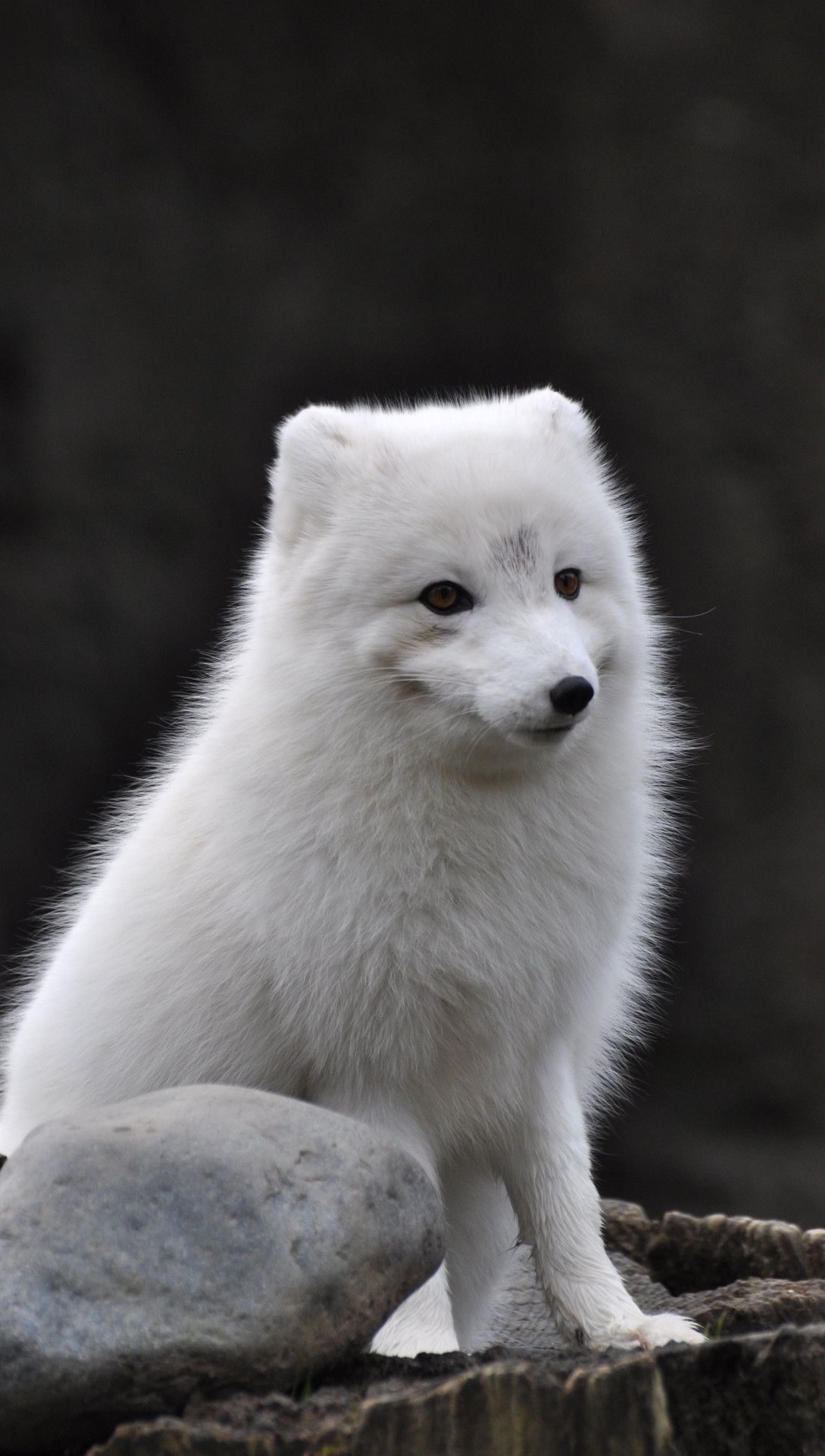 Arctic fox, Top wallpapers, Arctic beauty, Frozen landscapes, 1090x1920 HD Phone