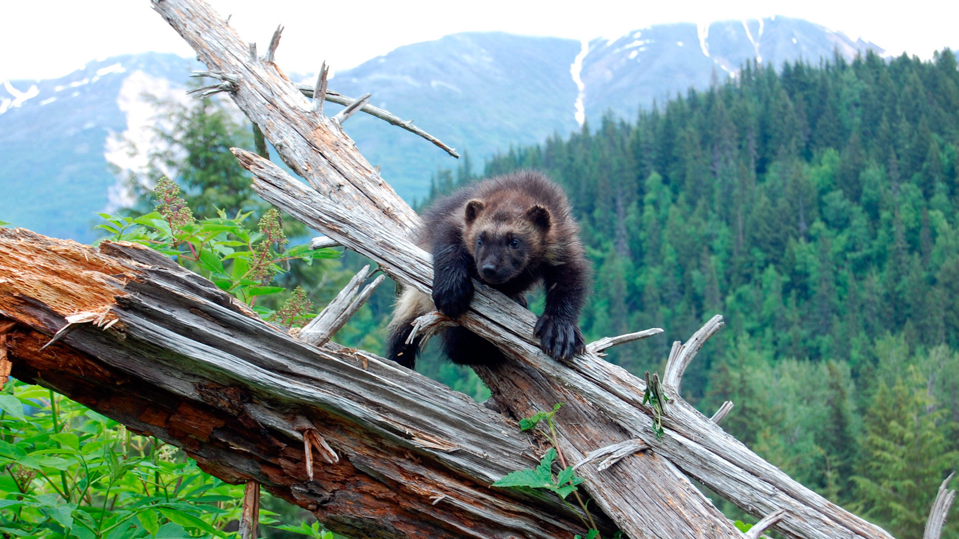 Wolverine chasing the, Wolverine facts, Nature PBS, Wolverine, 1920x1080 Full HD Desktop