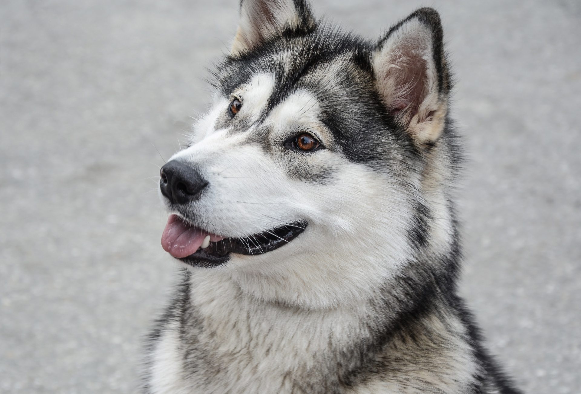 Close-up, Alaskan Malamutes Wallpaper, 1920x1310 HD Desktop